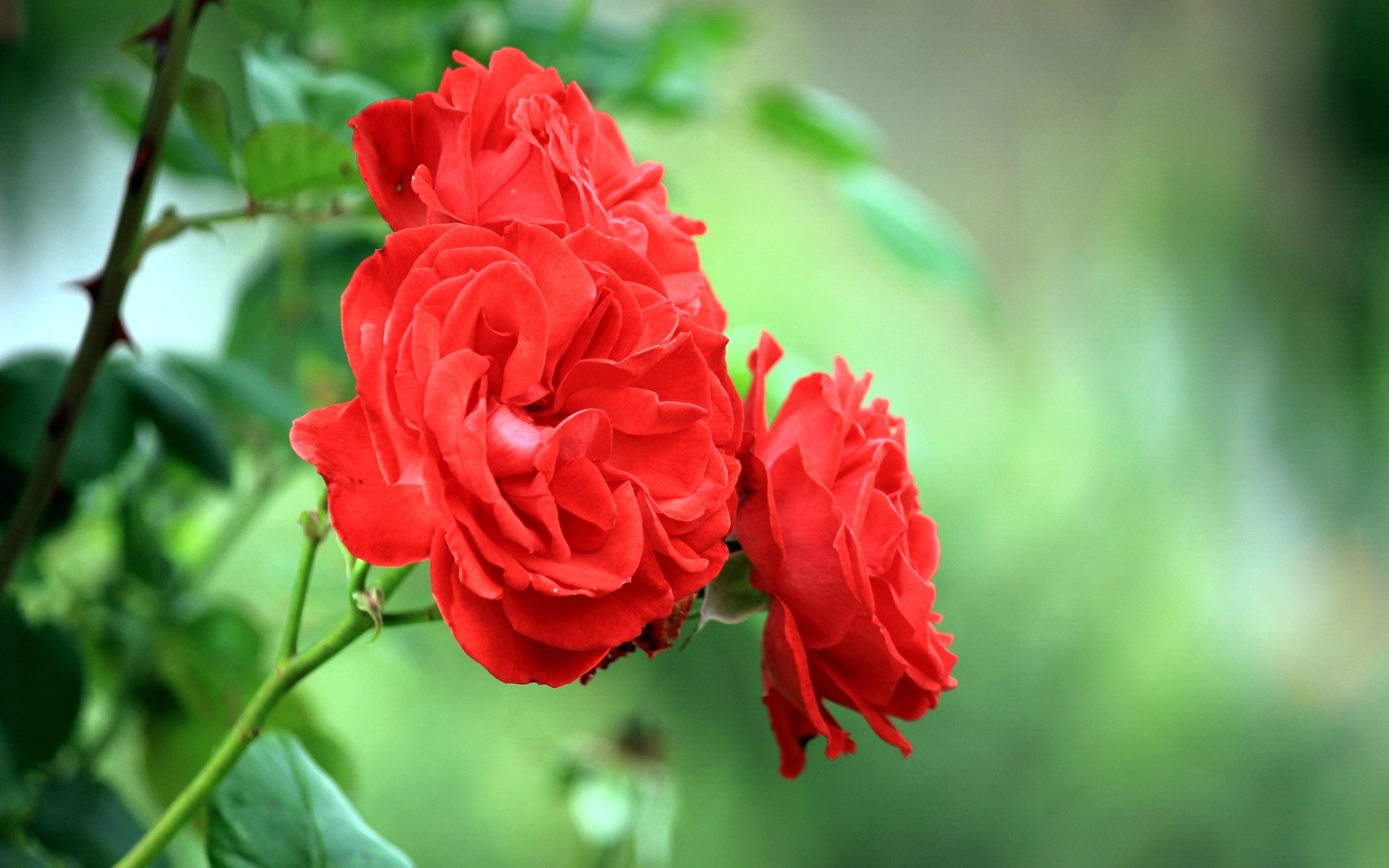 Обои цветы, листья, макро, розы, роза, красные, куст, flowers, leaves, macro, roses, rose, red, bush разрешение 2560x1600 Загрузить