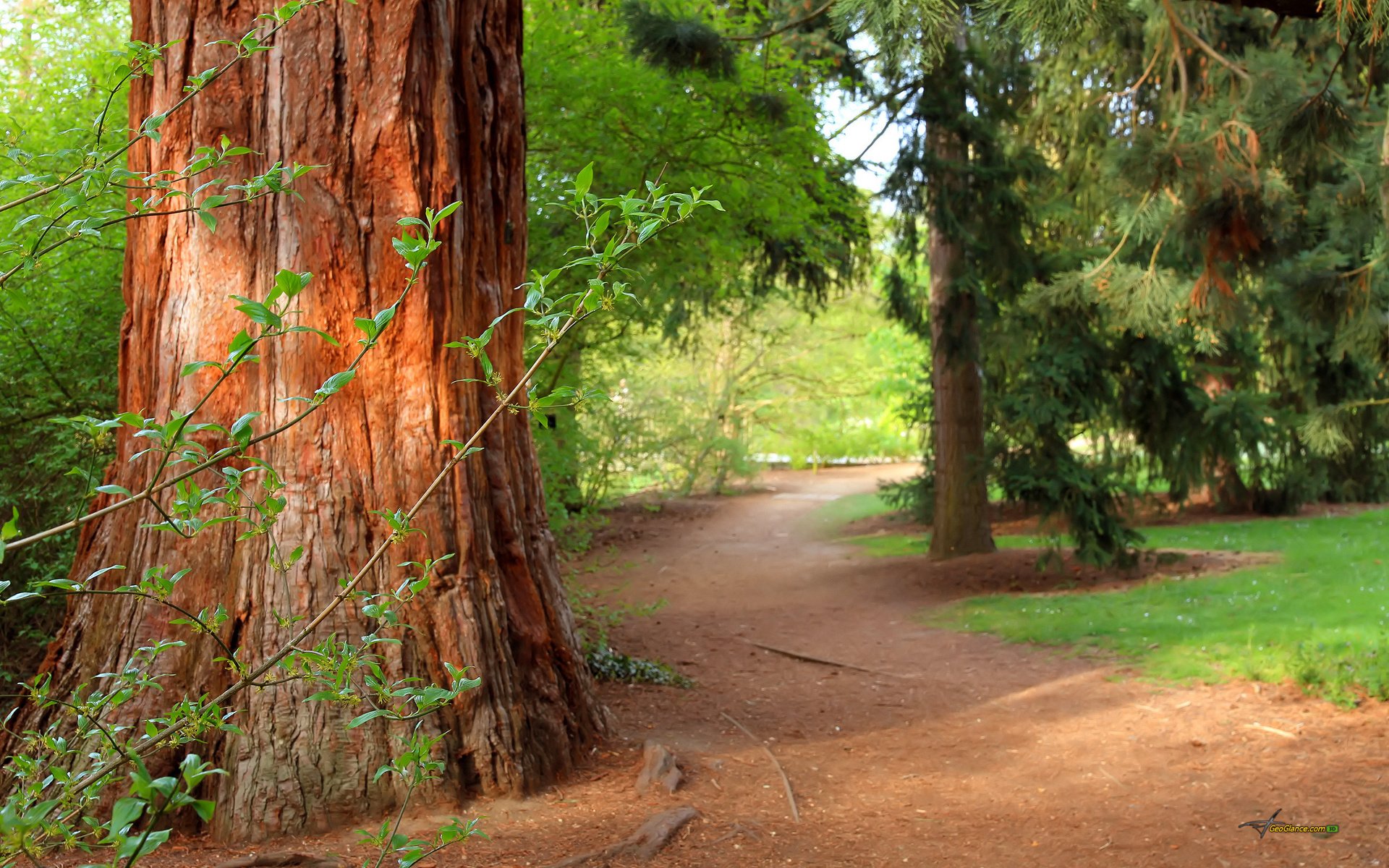 Обои деревья, природа, лес, лето, сосны, тропа, trees, nature, forest, summer, pine, trail разрешение 2560x1600 Загрузить