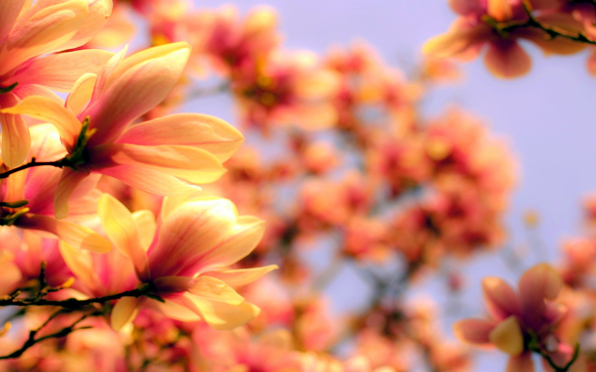 Обои cvety, makro, magnoliya разрешение 2560x1600 Загрузить