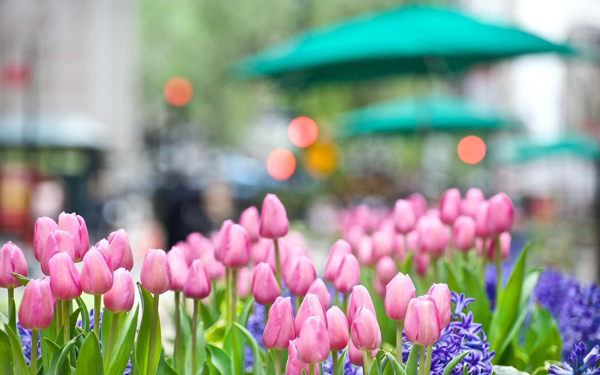 Обои цветы, buton, rozovye, весна, gorod, giacint, тюльпаны, klumba, розовые, синие, боке, гиацинт, cvety, tyulpany, flowers, spring, tulips, pink, blue, bokeh, hyacinth разрешение 4256x2828 Загрузить