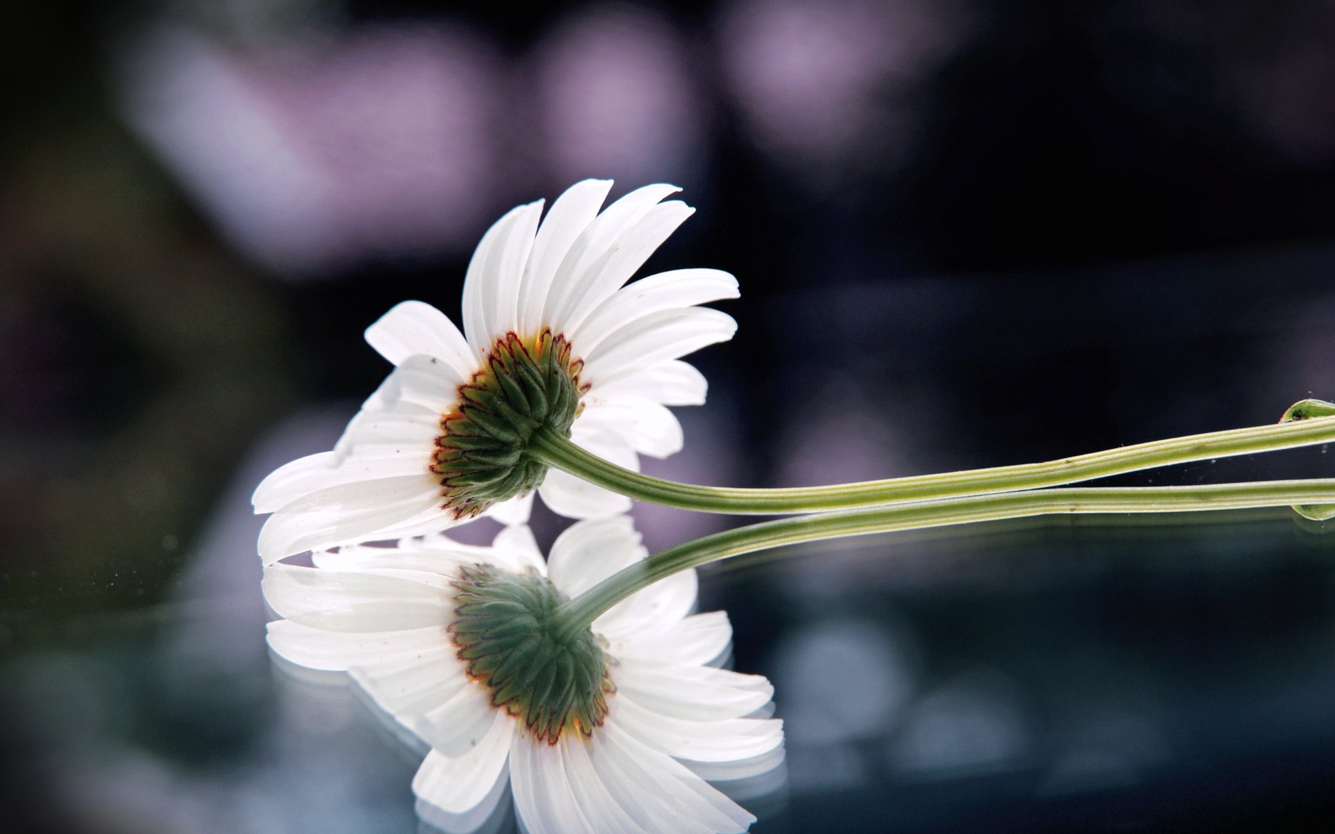 Обои отражение, цветок, ромашка, поверхность, leto, cvetok, priroda, reflection, flower, daisy, surface разрешение 2560x1440 Загрузить