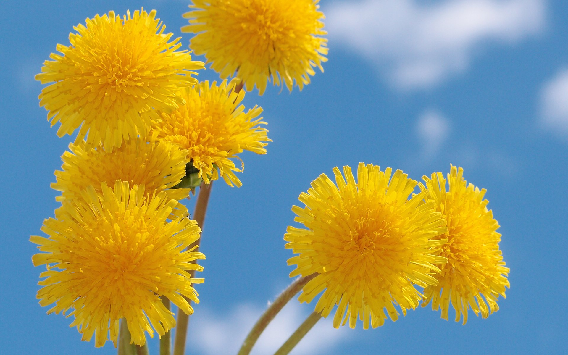 Обои небо, желтый, весна, одуванчик, голубое, nebo, zheltye, oduvanchiki, the sky, yellow, spring, dandelion, blue разрешение 2560x1920 Загрузить