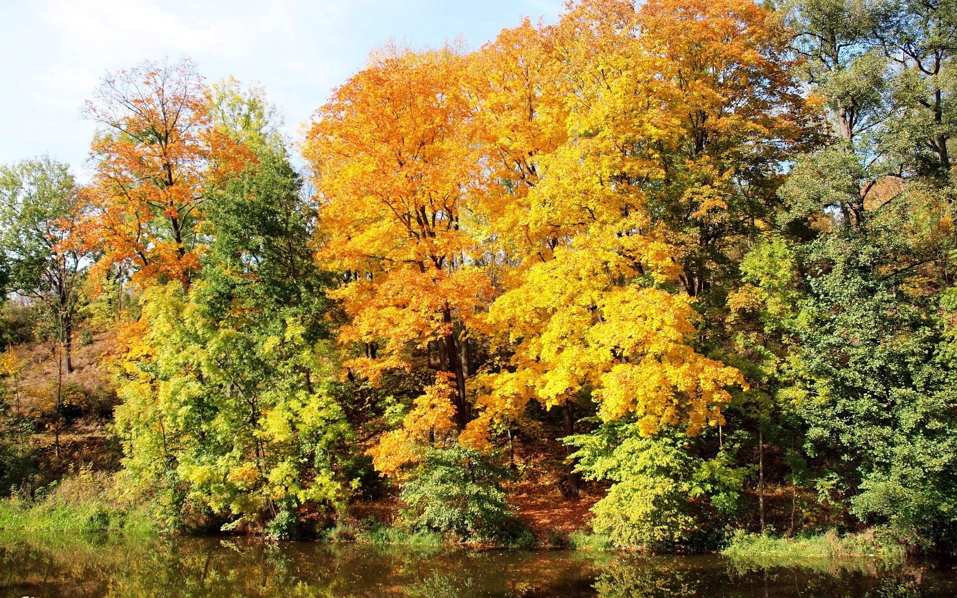 Обои деревья, река, природа, лес, осень, чехия, trees, river, nature, forest, autumn, czech republic разрешение 1920x1440 Загрузить