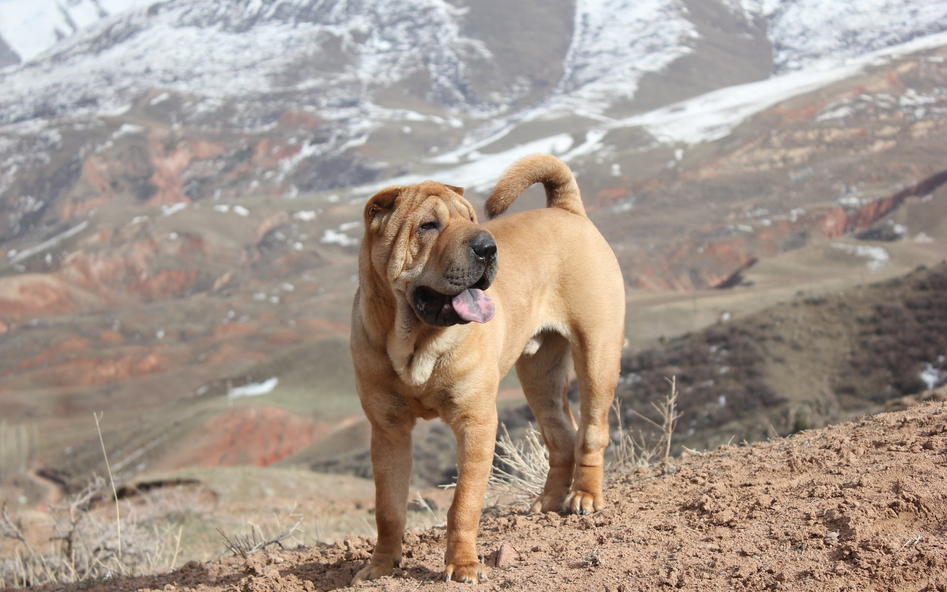 Обои горы, собака, весна, шарпей, mountains, dog, spring, sharpay разрешение 2560x1600 Загрузить