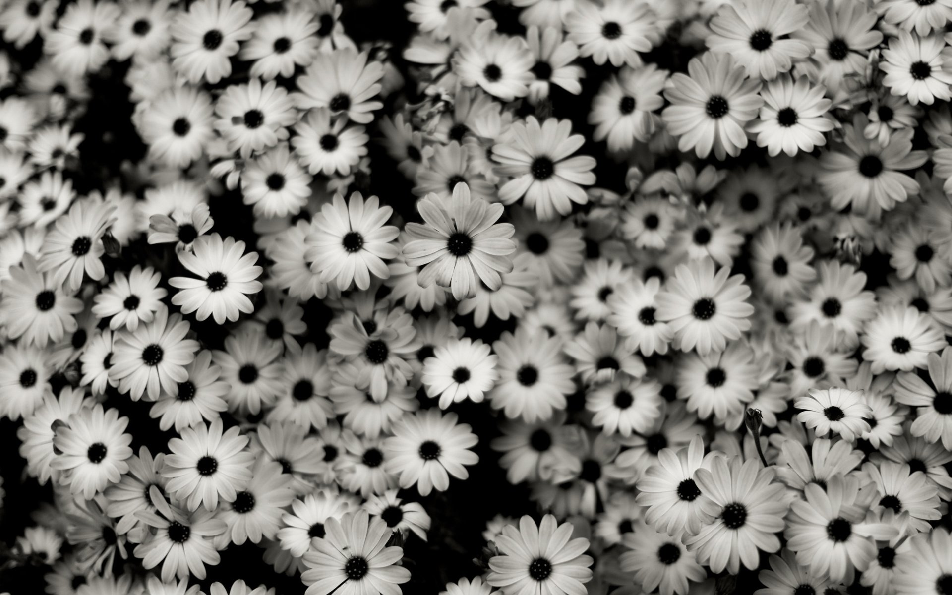 Обои цветы, лепестки, чёрно-белое, ромашки, белые, много, маргаритки, cvety, makro, flowers, petals, black and white, chamomile, white, a lot, daisy разрешение 2560x1440 Загрузить