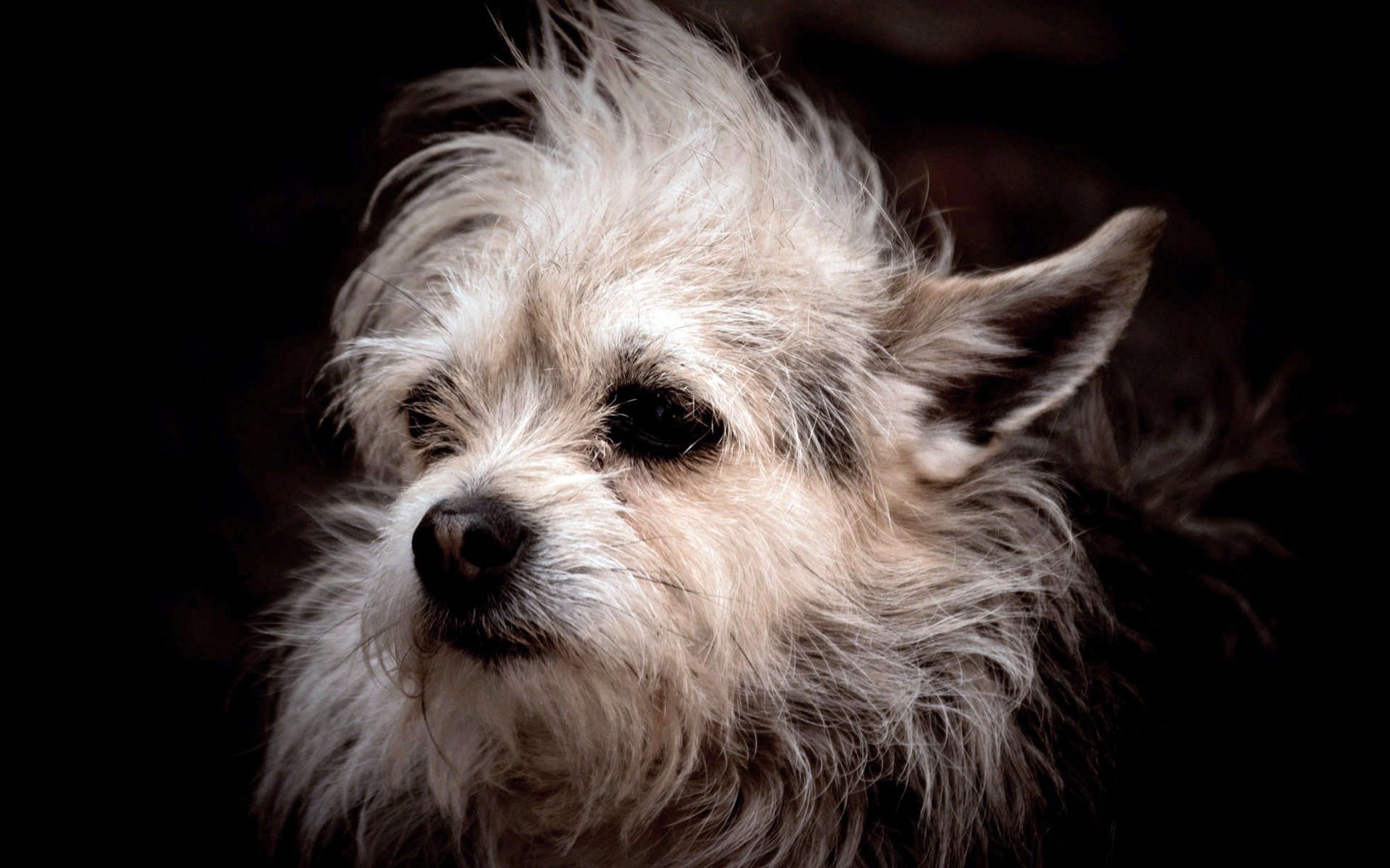 Обои мордочка, собака, черный фон, уши, белая, смешная, мохнатая, muzzle, dog, black background, ears, white, funny, hairy разрешение 2048x1360 Загрузить