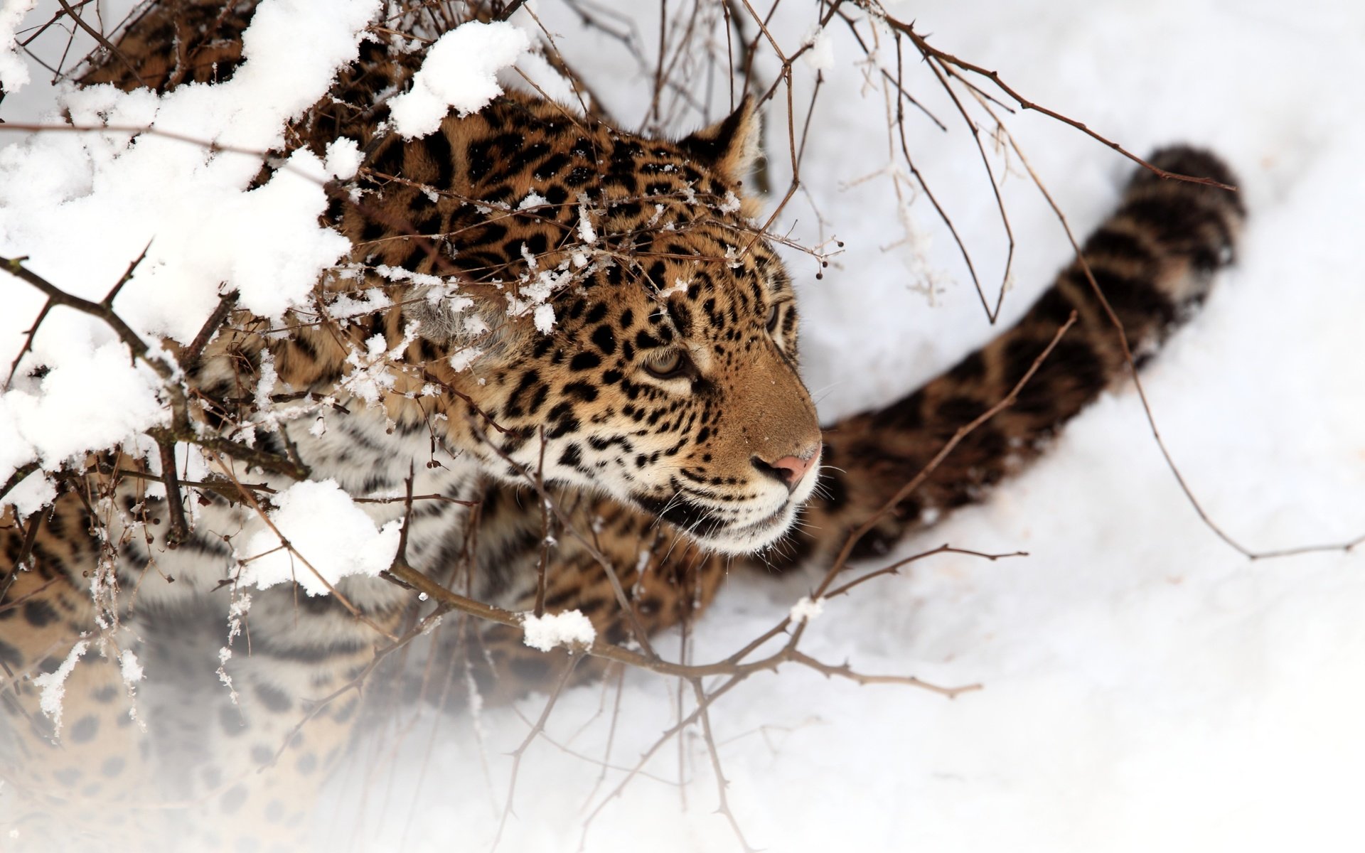 Обои снег, зима, хищник, ягуар, дикая кошка, snow, winter, predator, jaguar, wild cat разрешение 3900x2573 Загрузить