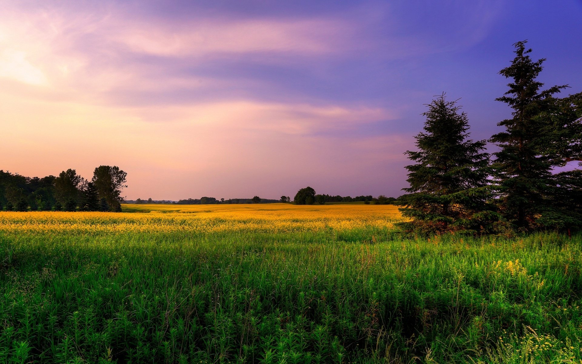 Обои небо, цветы, трава, деревья, природа, закат, поле, ели, the sky, flowers, grass, trees, nature, sunset, field, ate разрешение 2560x1600 Загрузить