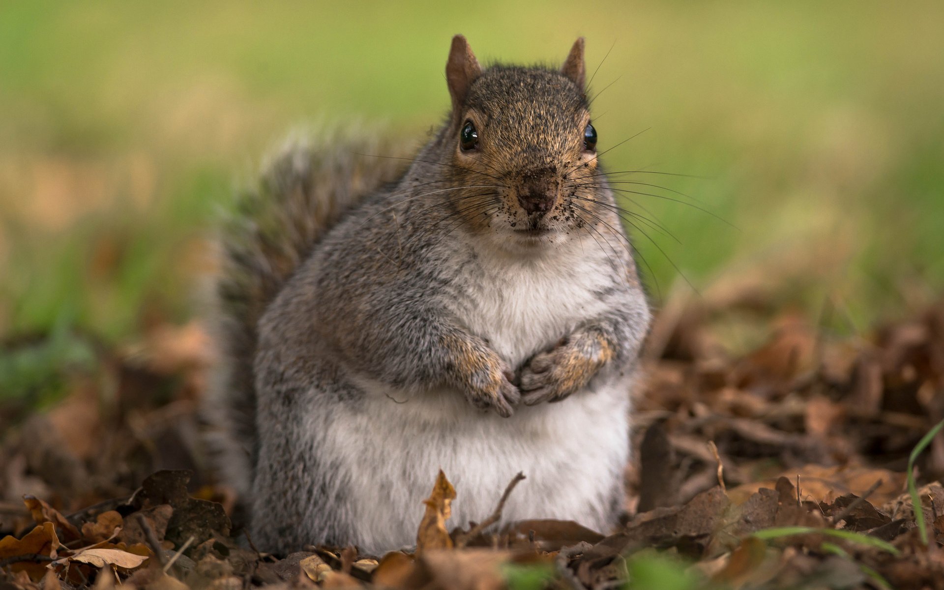 Обои листья, осень, животное, белка, грызун, leaves, autumn, animal, protein, rodent разрешение 2048x1508 Загрузить