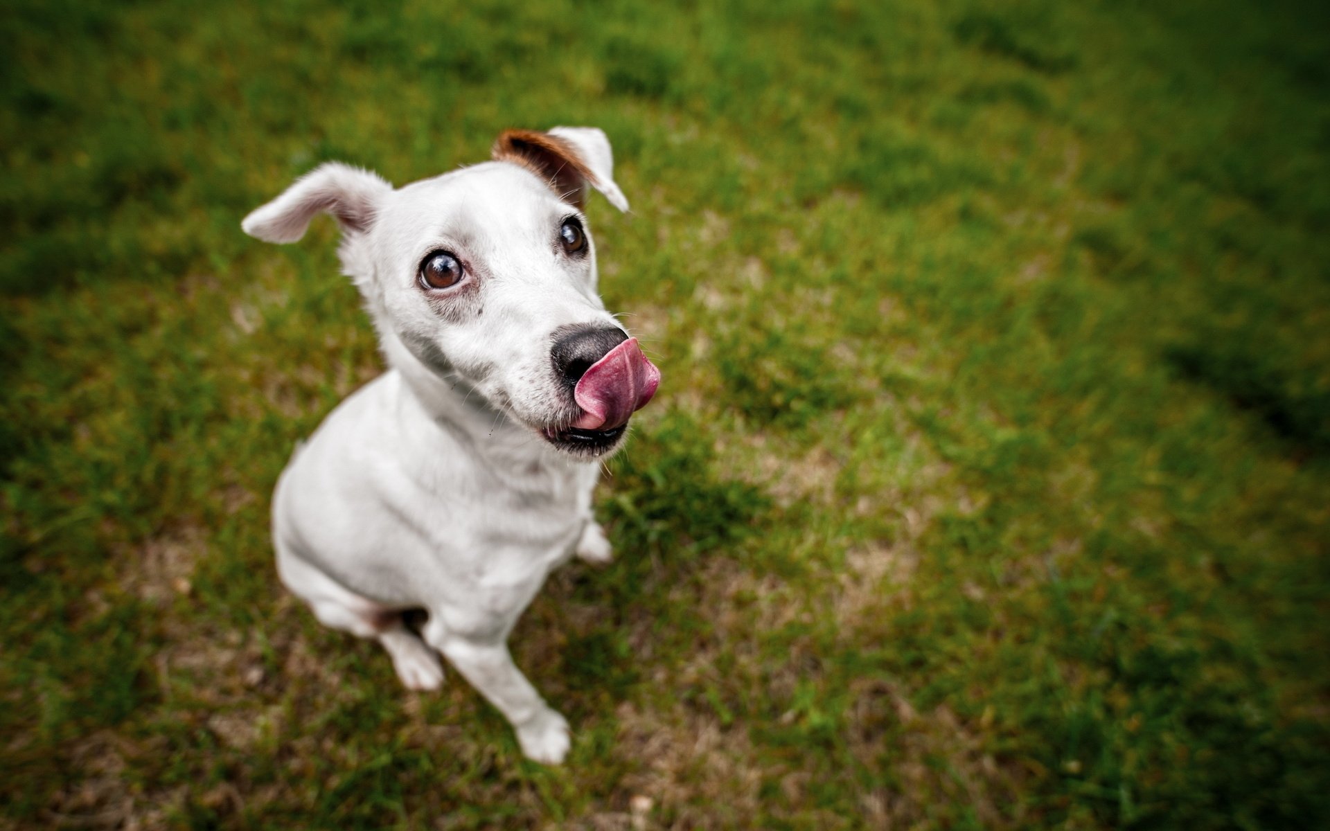 Обои трава, взгляд, собака, нос, белая, язычок, джек-рассел-терьер, grass, look, dog, nose, white, tongue, jack russell terrier разрешение 2560x1600 Загрузить