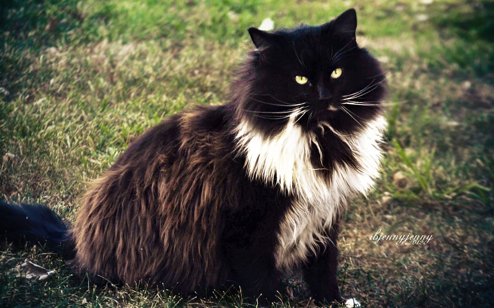 Обои трава, кот, кошка, взгляд, пушистый, чёрно-белый, grass, cat, look, fluffy, black and white разрешение 2880x1800 Загрузить