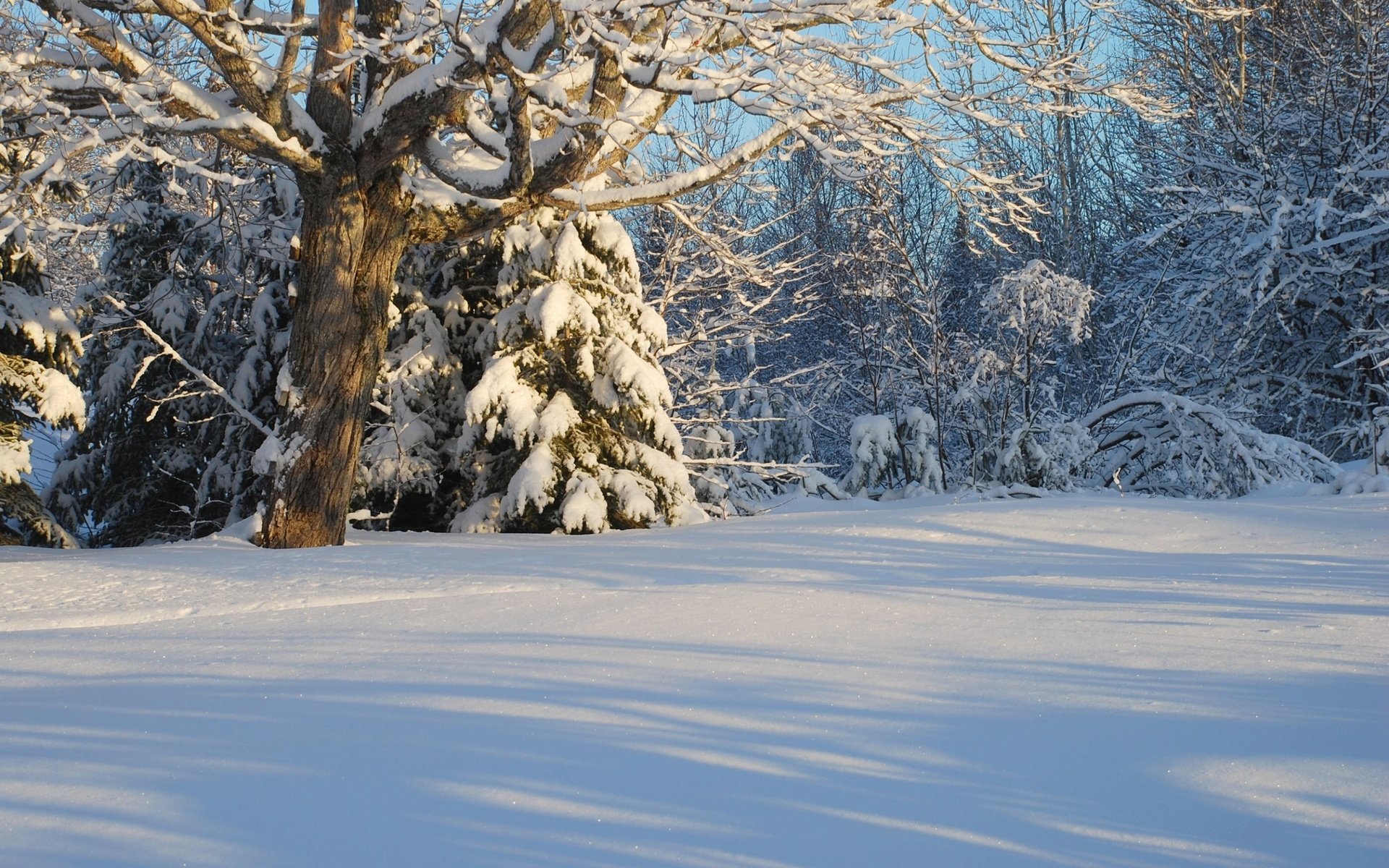 Обои деревья, снег, лес, зима, канада, trees, snow, forest, winter, canada разрешение 2560x1719 Загрузить