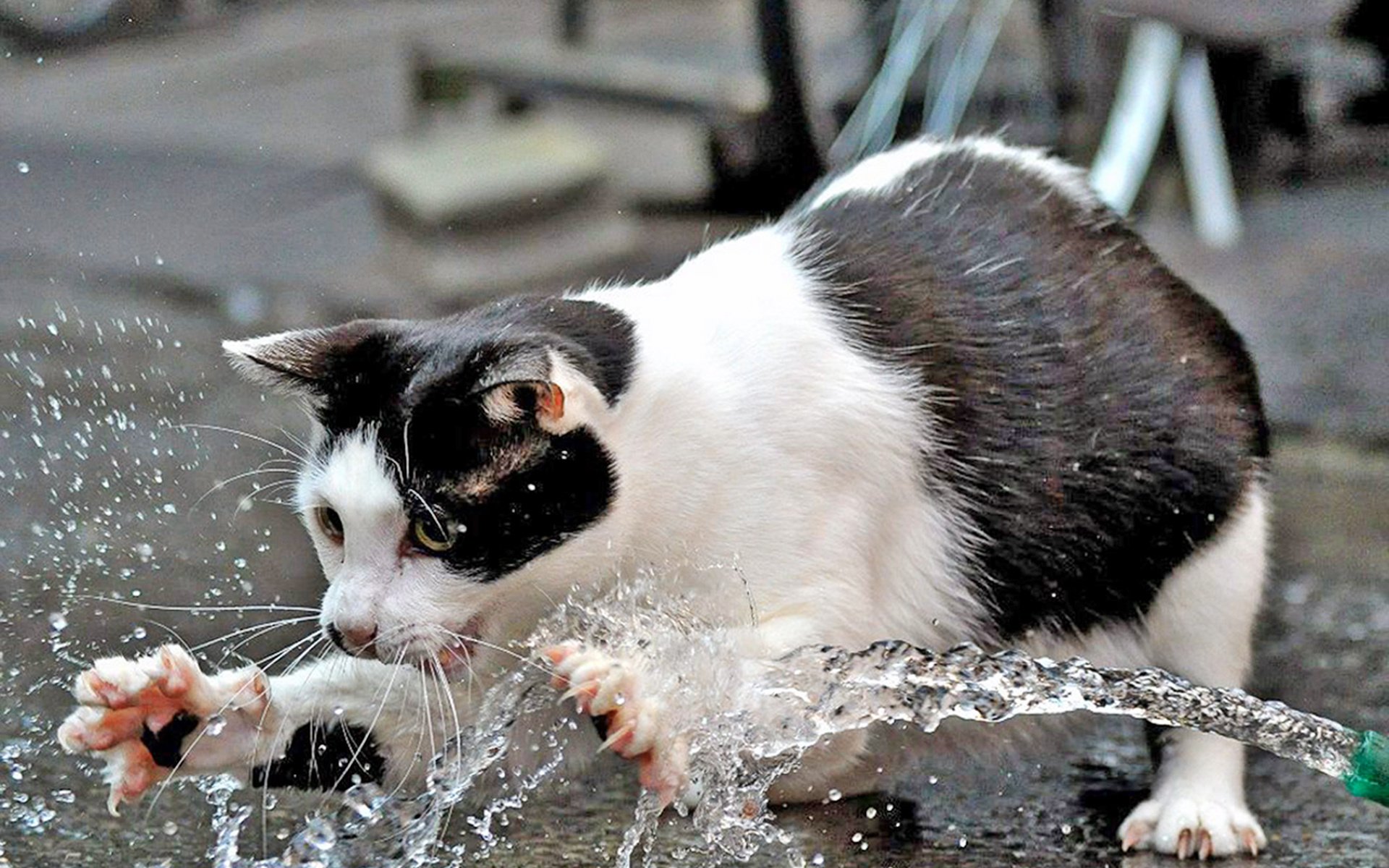 Обои вода, кот, кошка, water, cat разрешение 1920x1280 Загрузить
