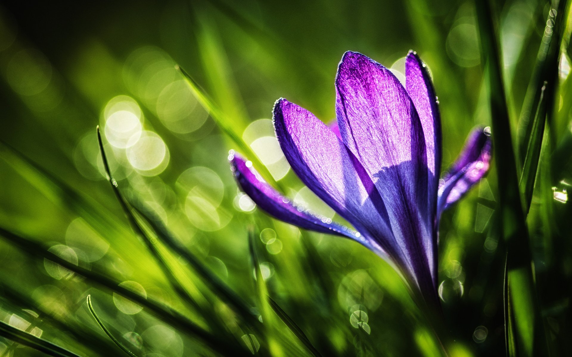 Обои трава, природа, цветок, фиолетовый, весна, крокус, grass, nature, flower, purple, spring, krokus разрешение 2560x1600 Загрузить