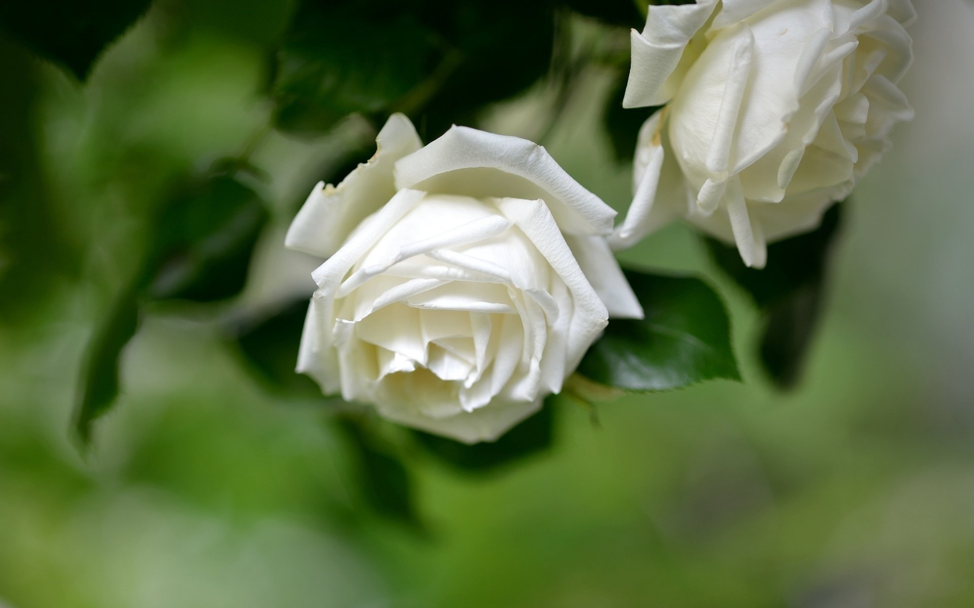 Обои цветы, фон, розы, белые, flowers, background, roses, white разрешение 2048x1367 Загрузить