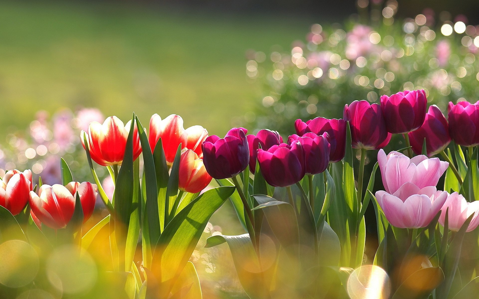 Обои цветы, тюльпаны, разные, flowers, tulips, different разрешение 2048x1460 Загрузить