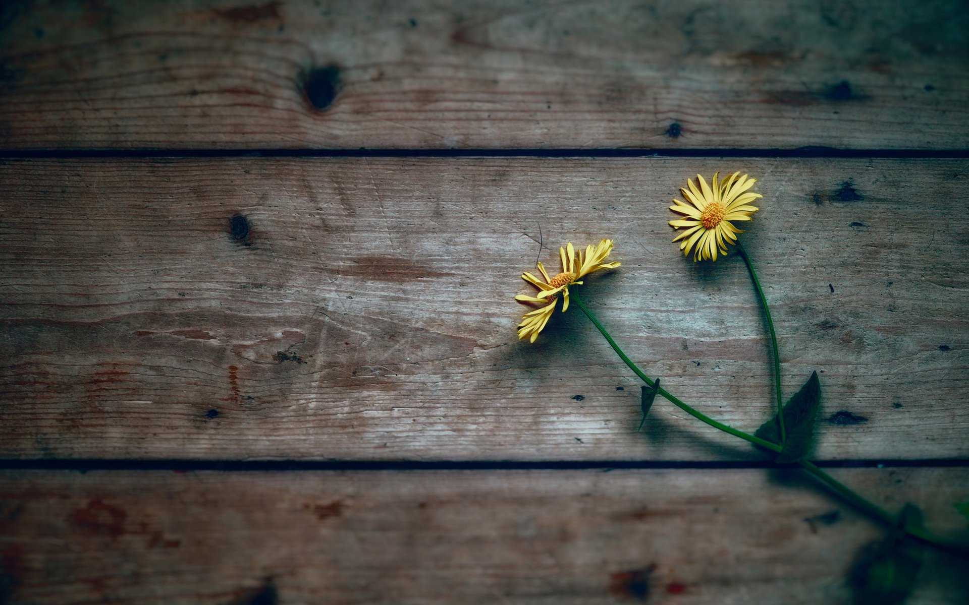 Обои цветы, дерево, фон, ромашки, желтые, flowers, tree, background, chamomile, yellow разрешение 2048x1365 Загрузить