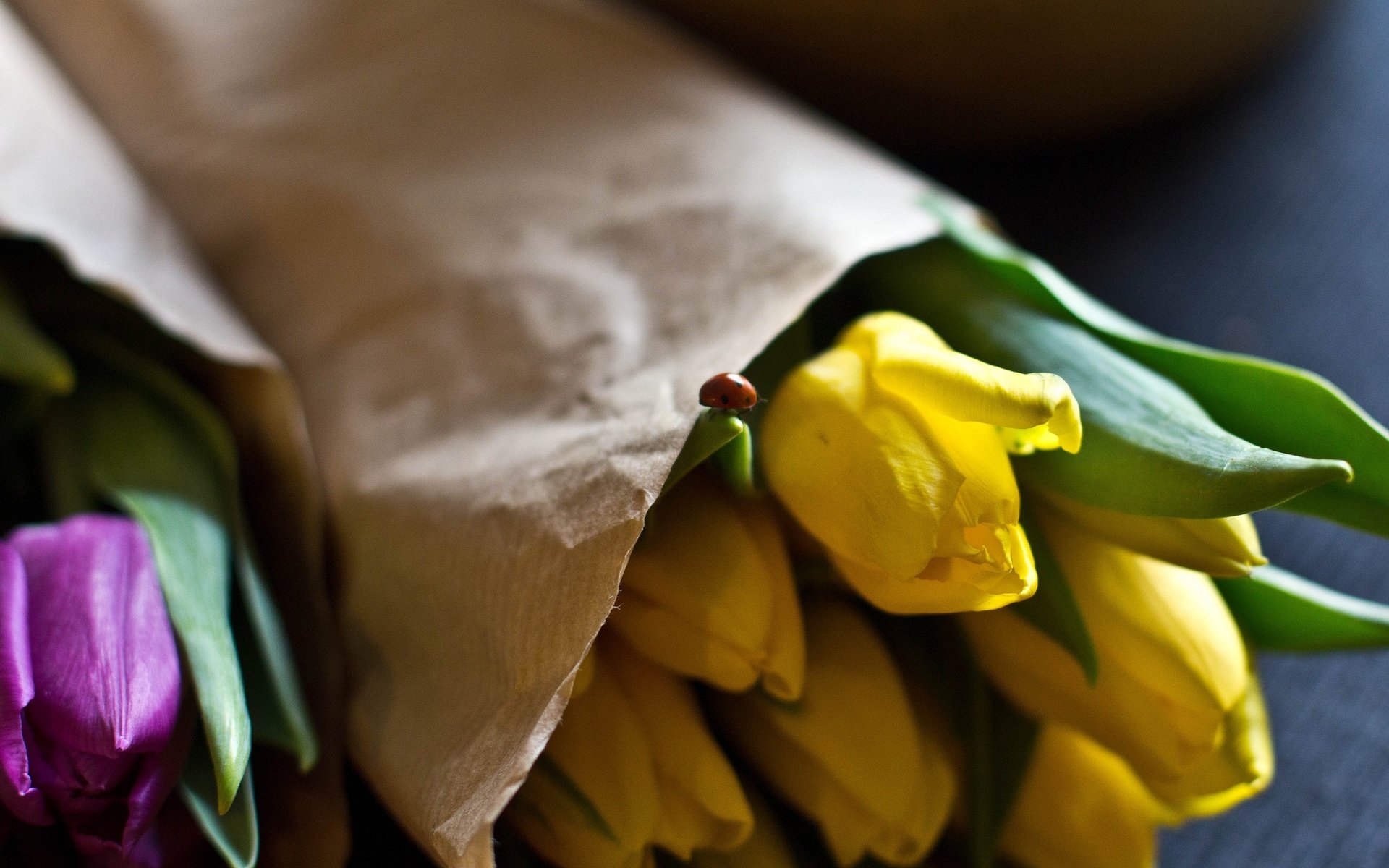 Обои цветы, бутоны, лепестки, божья коровка, тюльпаны, желтые, фиолетовые, букеты, flowers, buds, petals, ladybug, tulips, yellow, purple, bouquets разрешение 2048x1365 Загрузить