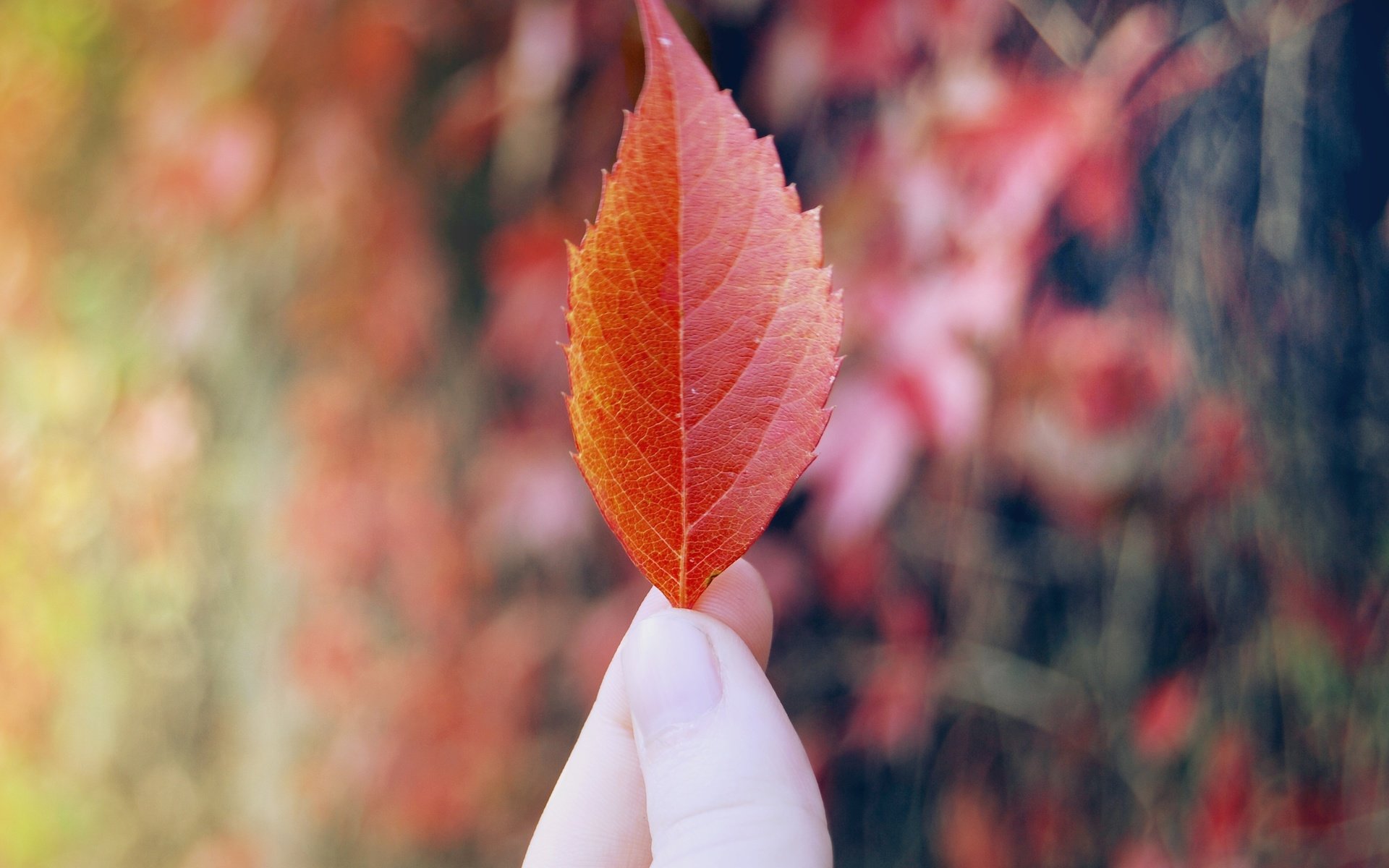 Обои рука, листок, осень, красный, лист, пальцы, hand, leaf, autumn, red, sheet, fingers разрешение 3872x2592 Загрузить
