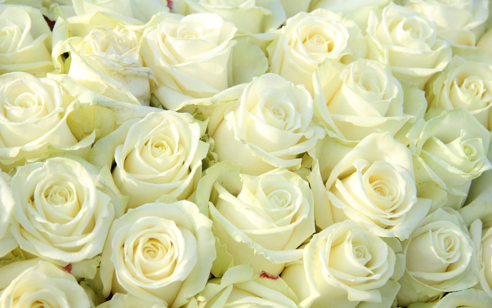 Обои цветы, розы, белые, flowers, roses, white разрешение 7000x4667 Загрузить