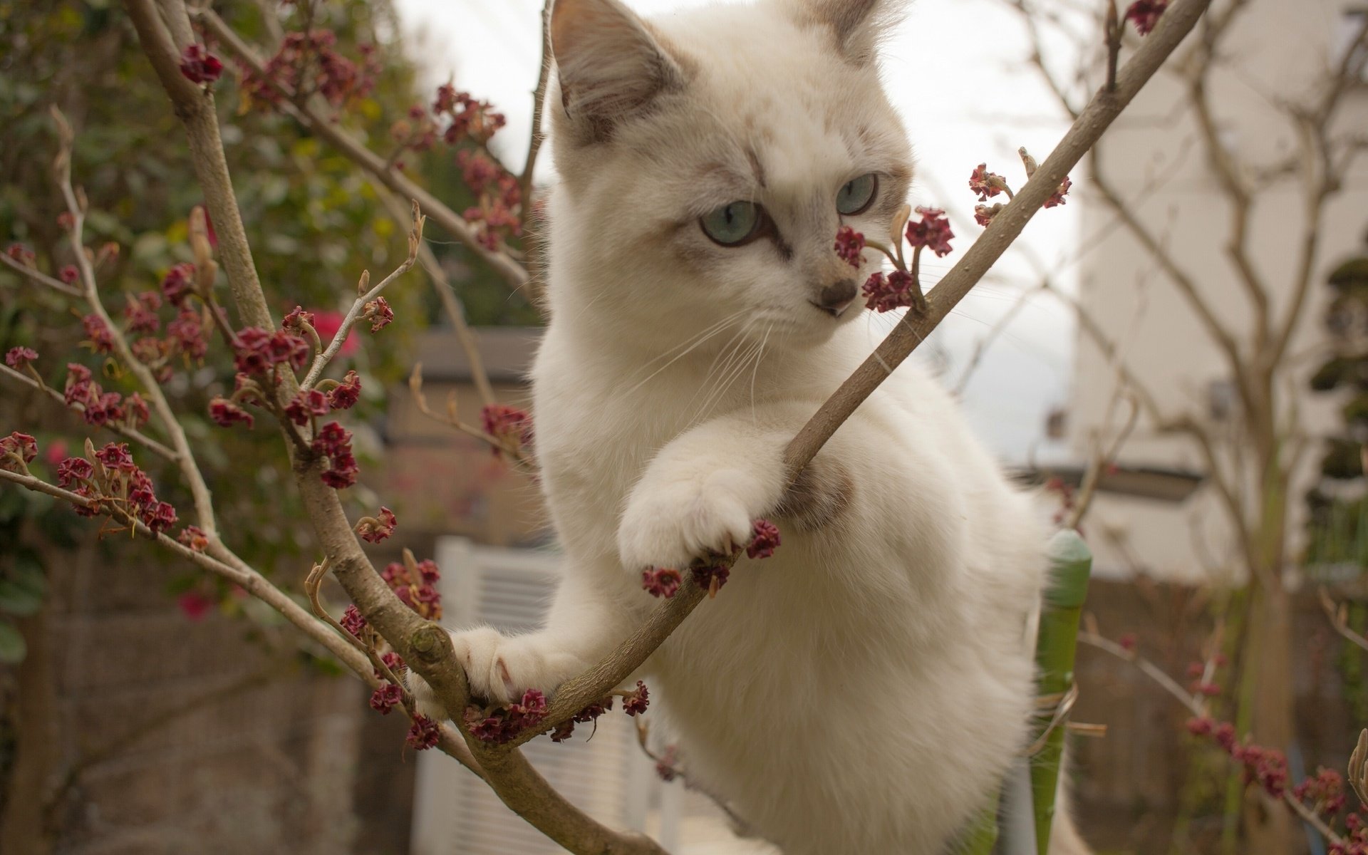 Обои ветки, кошка, котенок, белый, на дереве, branches, cat, kitty, white, on the tree разрешение 2560x1707 Загрузить