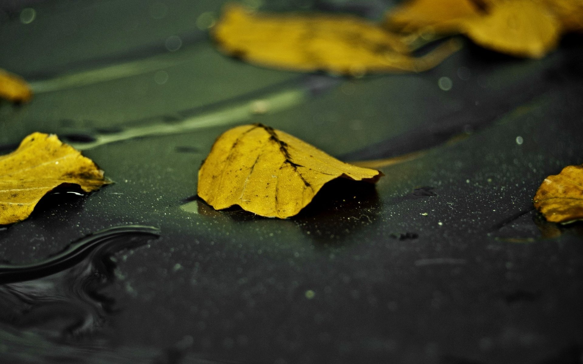 Обои вода, листья, макро, капли, осень, water, leaves, macro, drops, autumn разрешение 2560x1440 Загрузить