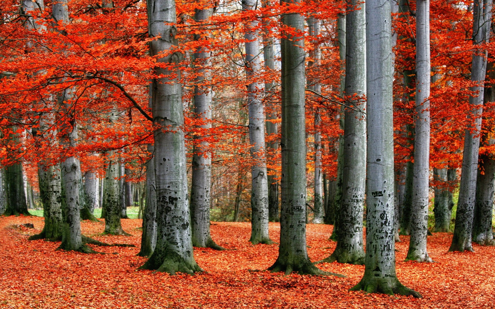 Обои деревья, лес, листья, пейзаж, осень, красные, trees, forest, leaves, landscape, autumn, red разрешение 2560x1600 Загрузить