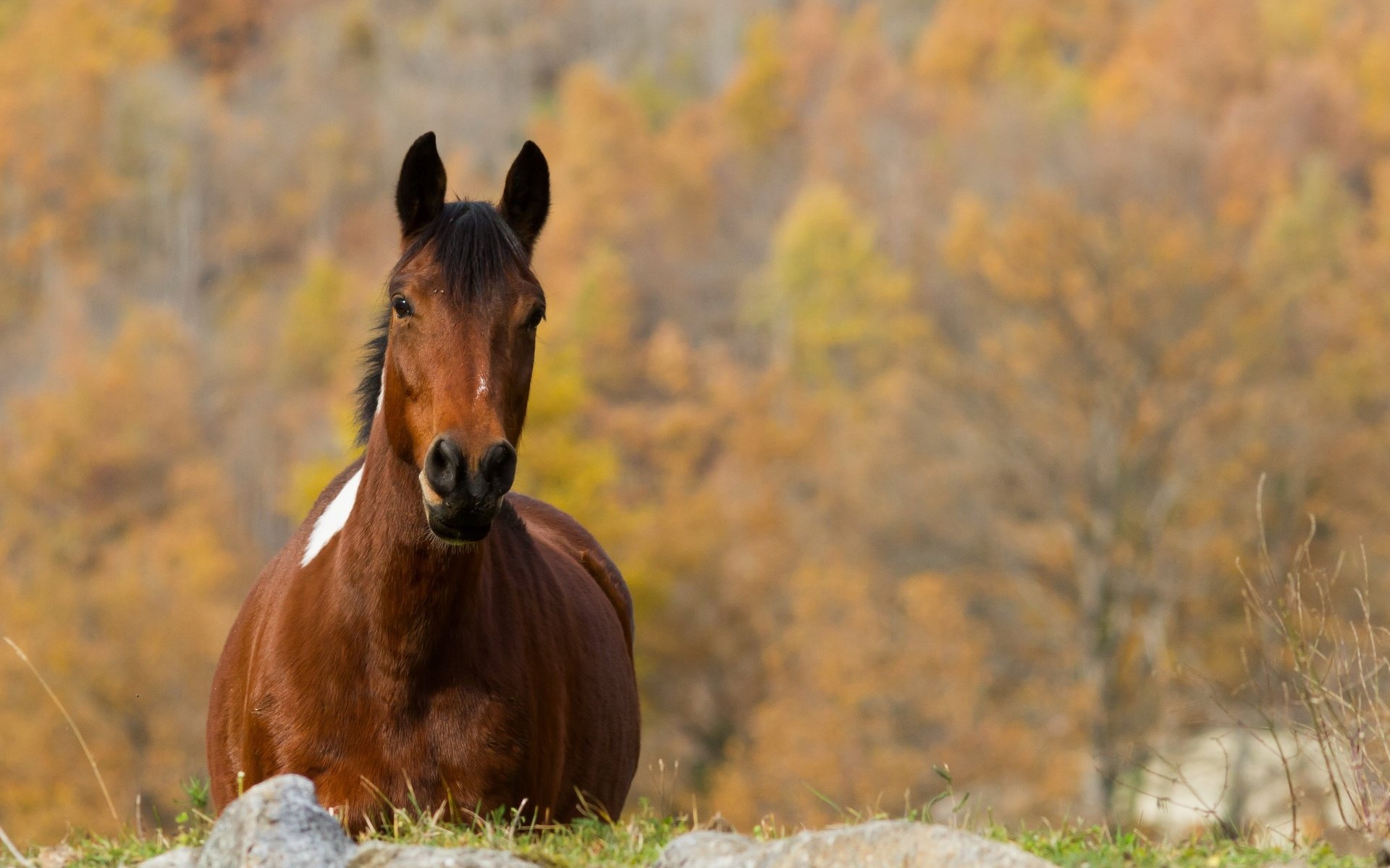 Обои лошадь, природа, осень, конь, horse, nature, autumn разрешение 3000x2000 Загрузить