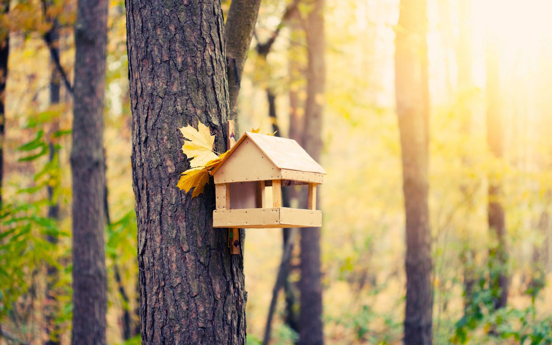 Обои лес, осень, домик для птиц, forest, autumn, house for birds разрешение 2508x1672 Загрузить