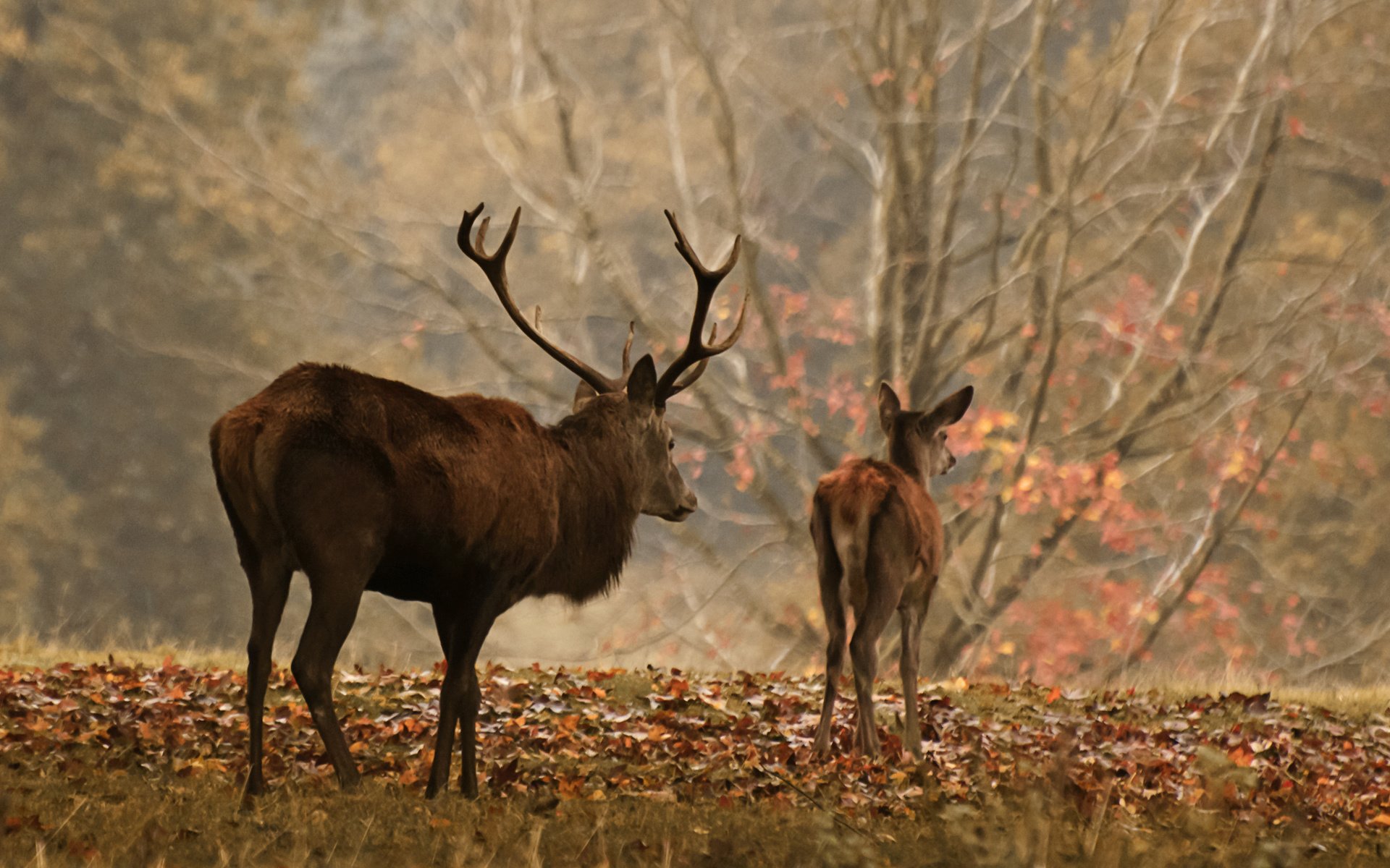 Обои лес, олень, осень, рога, олени, осенние листья, forest, deer, autumn, horns, autumn leaves разрешение 3001x1645 Загрузить