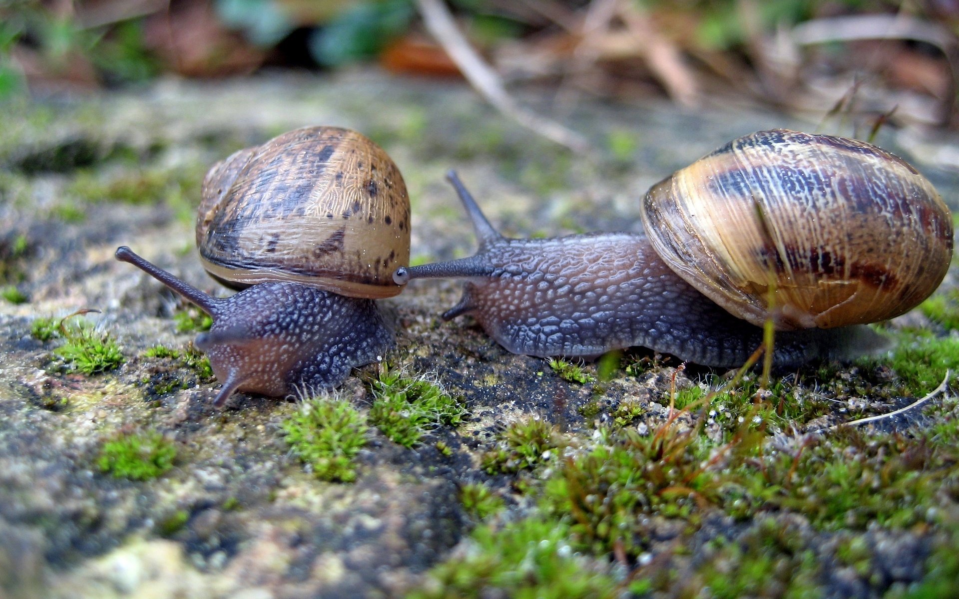 Обои макро, мох, улитки, рожки, раковина, брюхоногие моллюски, macro, moss, snails, horns, sink, gastropods разрешение 2816x1877 Загрузить