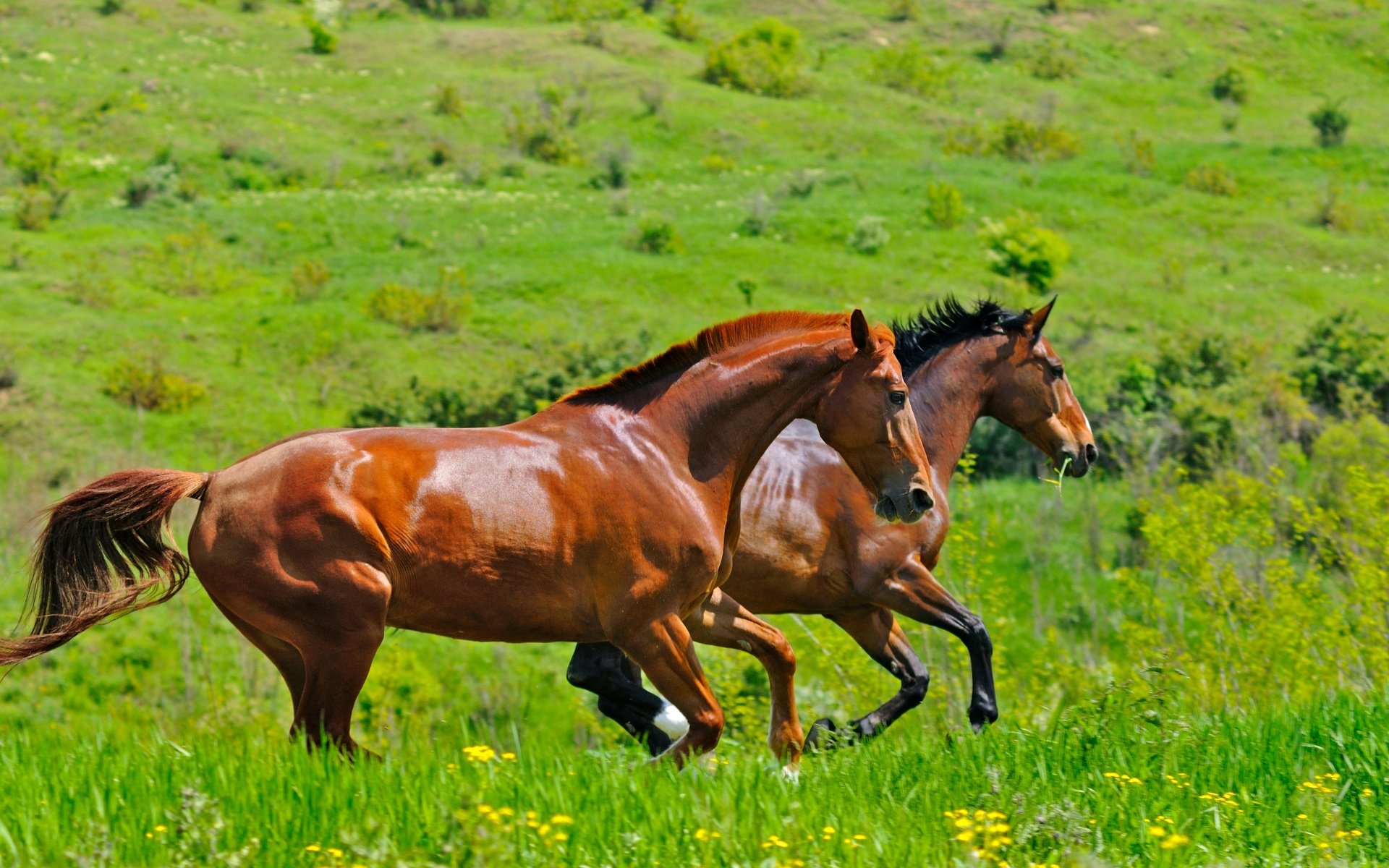 Обои трава, поле, пара, лошади, кони, два, двое, коричневые, скачут, jump, grass, field, pair, horse, horses, two, brown разрешение 2880x1913 Загрузить