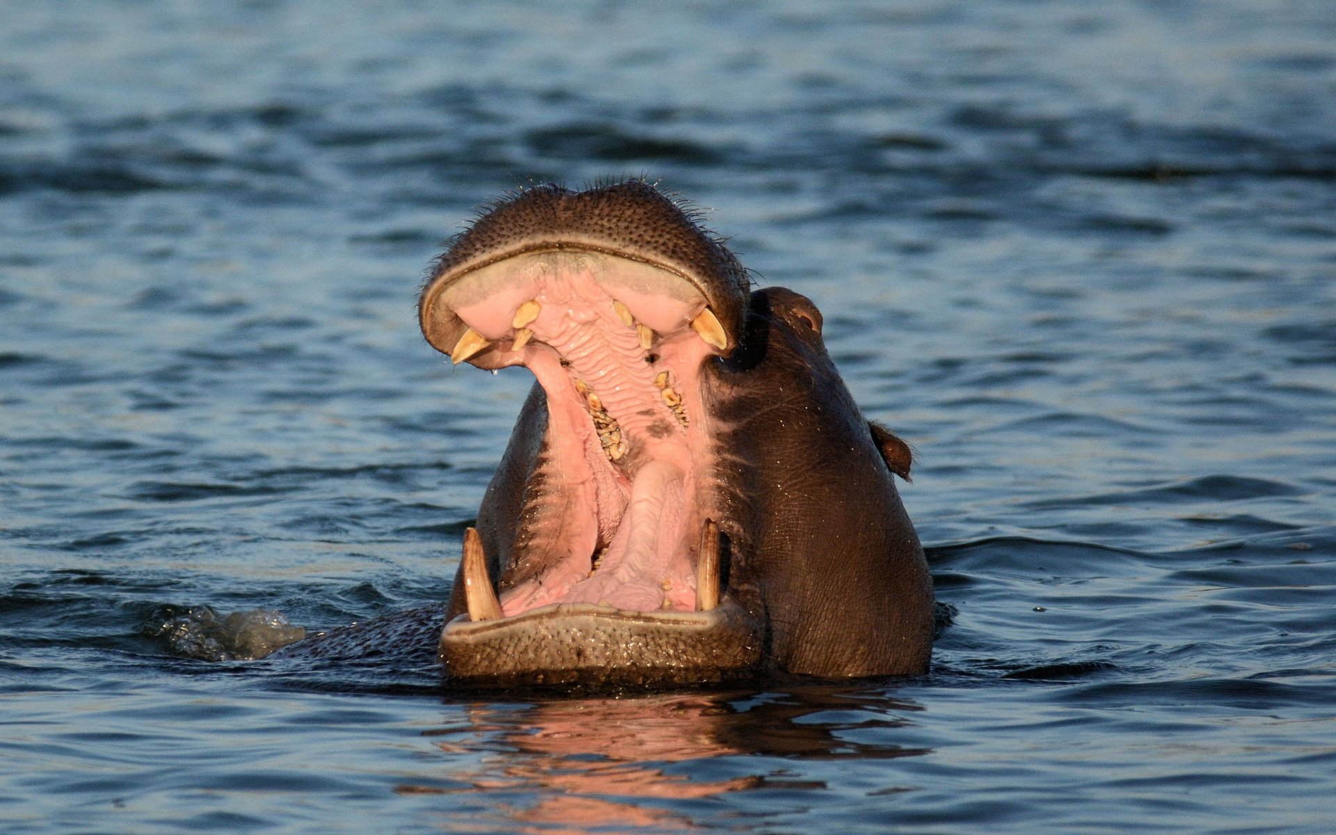 Обои морда, вода, пасть, бегемот, face, water, mouth, hippo разрешение 3735x2501 Загрузить