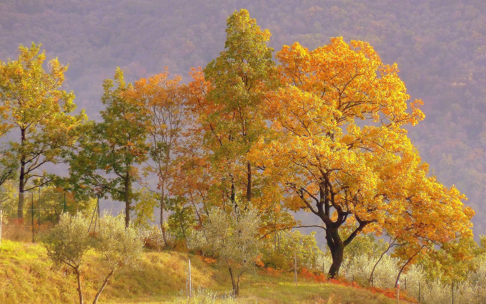 Обои деревья, холмы, пейзаж, осень, trees, hills, landscape, autumn разрешение 2880x2160 Загрузить