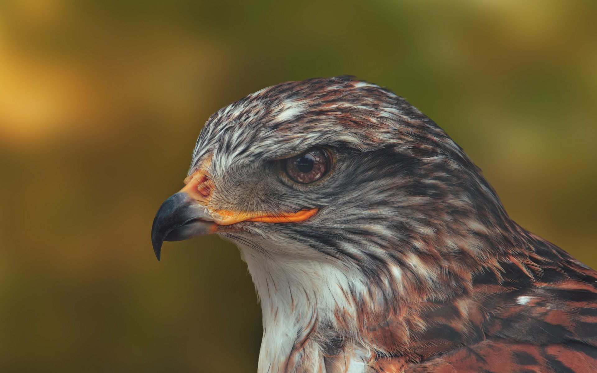 Обои портрет, птица, клюв, голова, ястреб, королевский канюк, portrait, bird, beak, head, hawk, royal buzzard разрешение 2048x1365 Загрузить