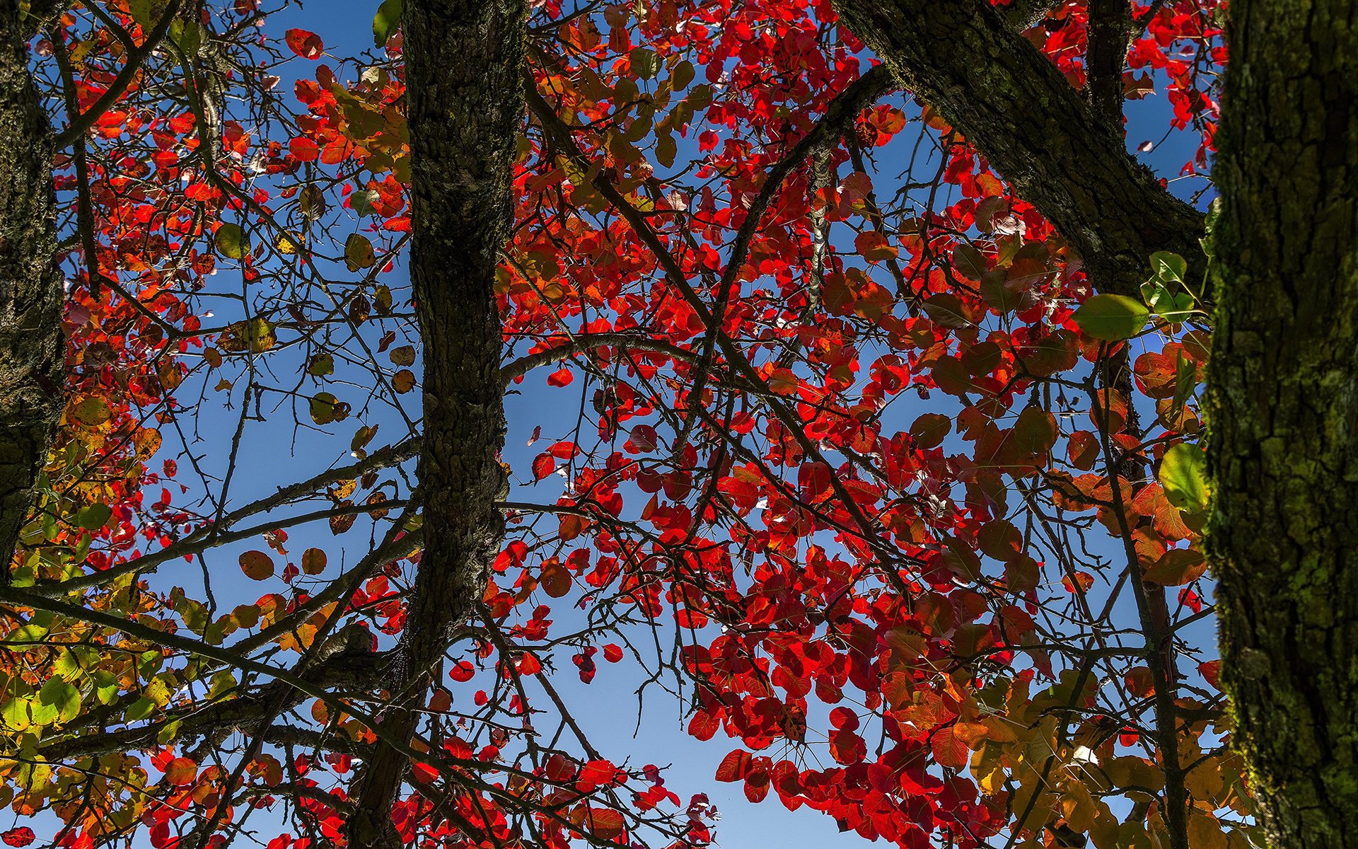 Обои небо, дерево, листья, осень, ствол, багрянец, the sky, tree, leaves, autumn, trunk, the crimson разрешение 2048x1280 Загрузить