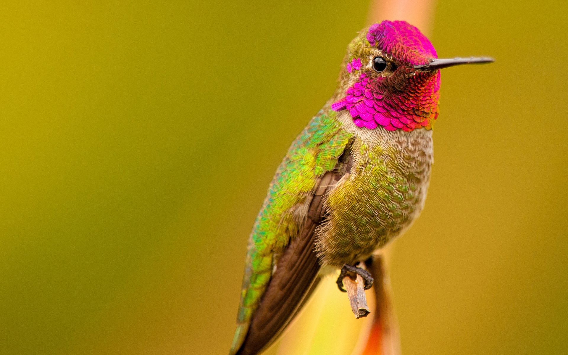 Обои птица, клюв, перья, цветные, колибри, bird, beak, feathers, colored, hummingbird разрешение 2048x1365 Загрузить