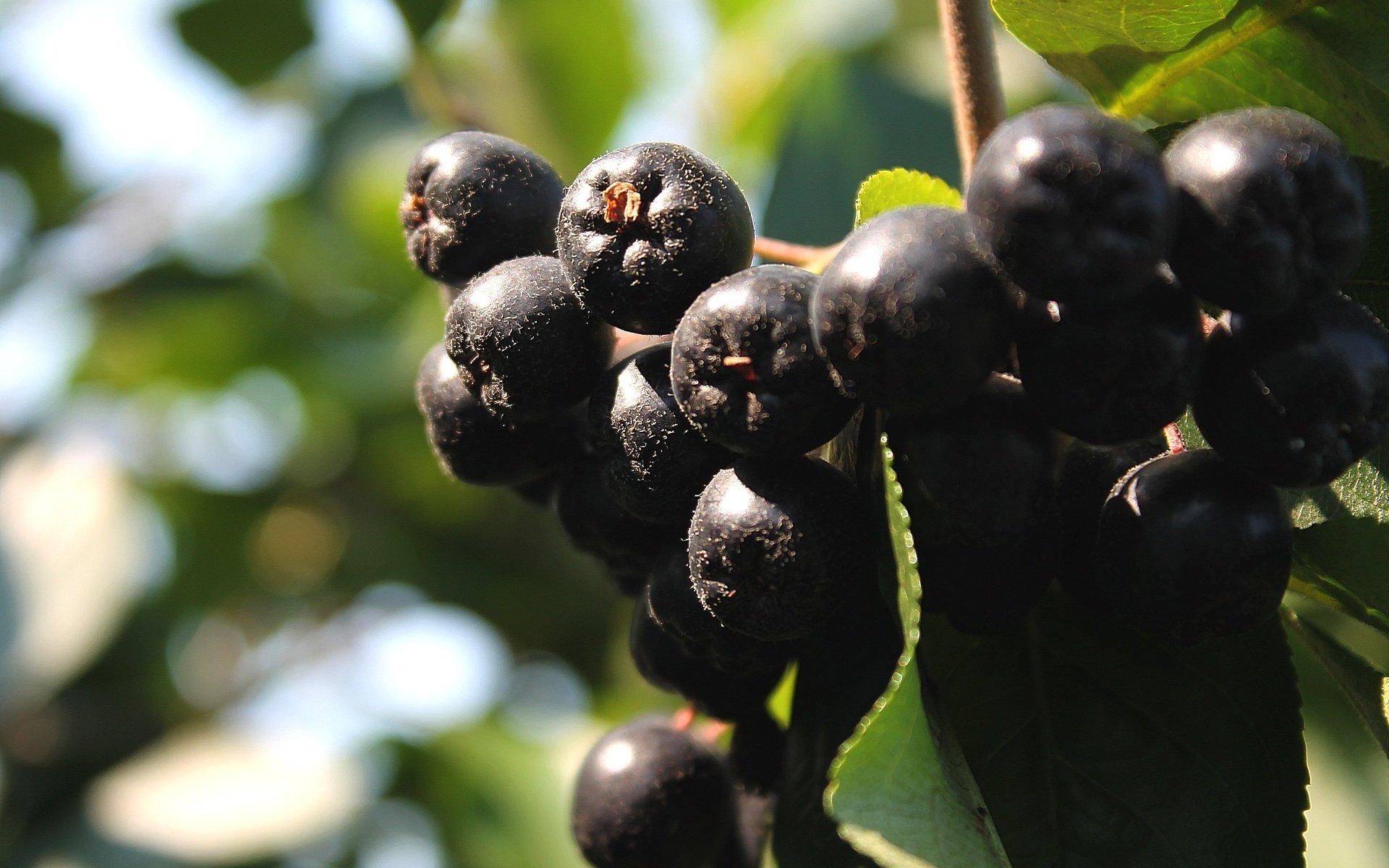 Обои ягоды, гроздь, рябина, арония, черноплодная, berries, bunch, rowan, aronia разрешение 2264x1509 Загрузить