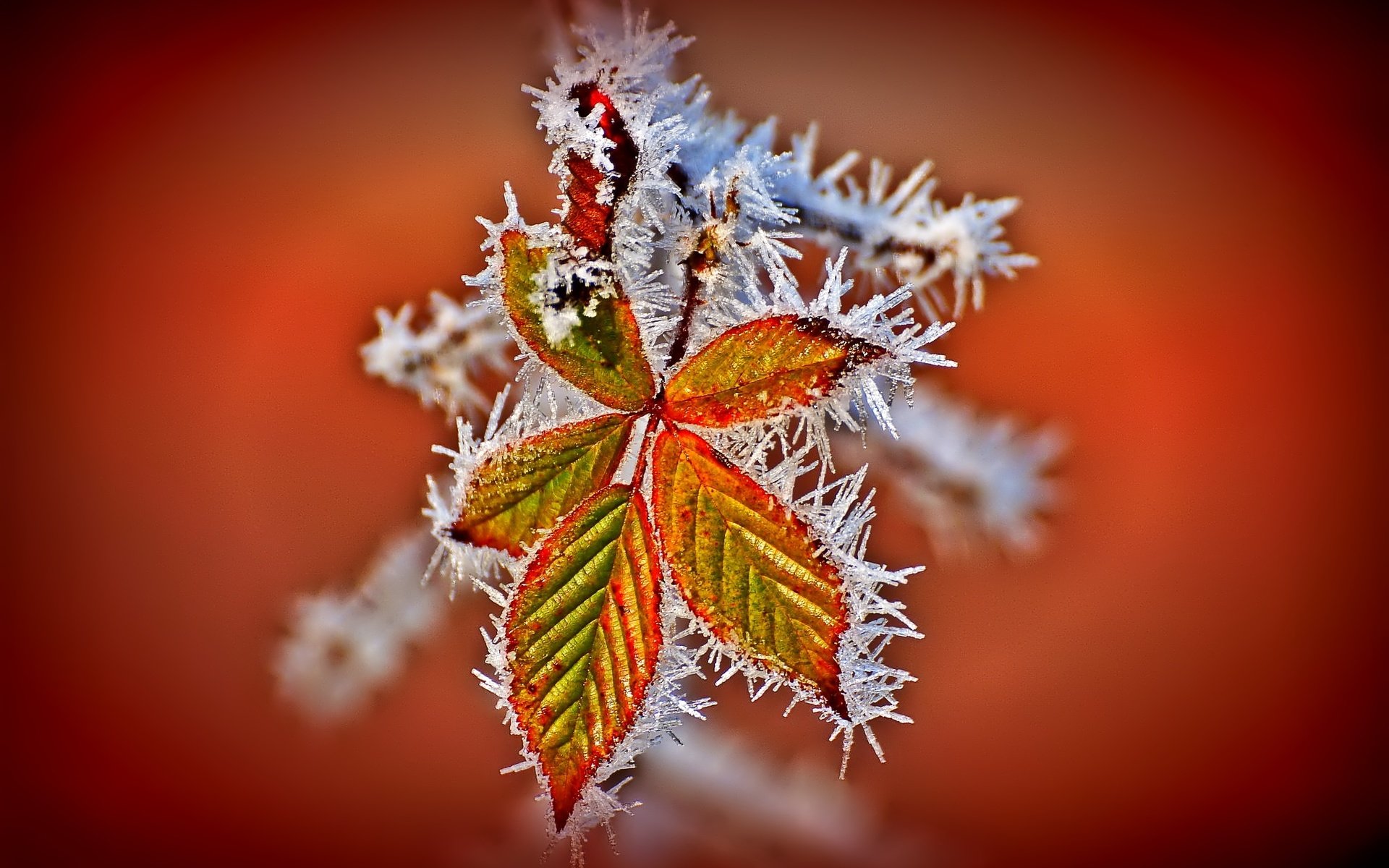 Обои листья, иней, осень, leaves, frost, autumn разрешение 2048x1361 Загрузить