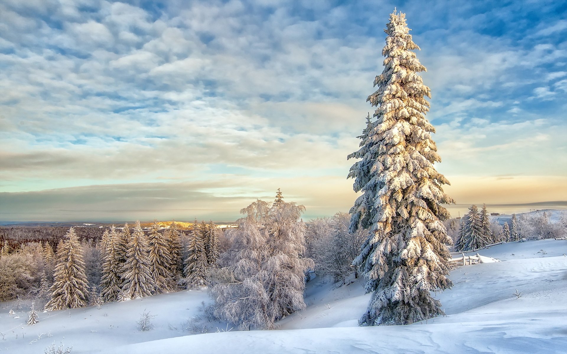Обои облака, снег, зима, пейзаж, елки, clouds, snow, winter, landscape, tree разрешение 2560x1600 Загрузить