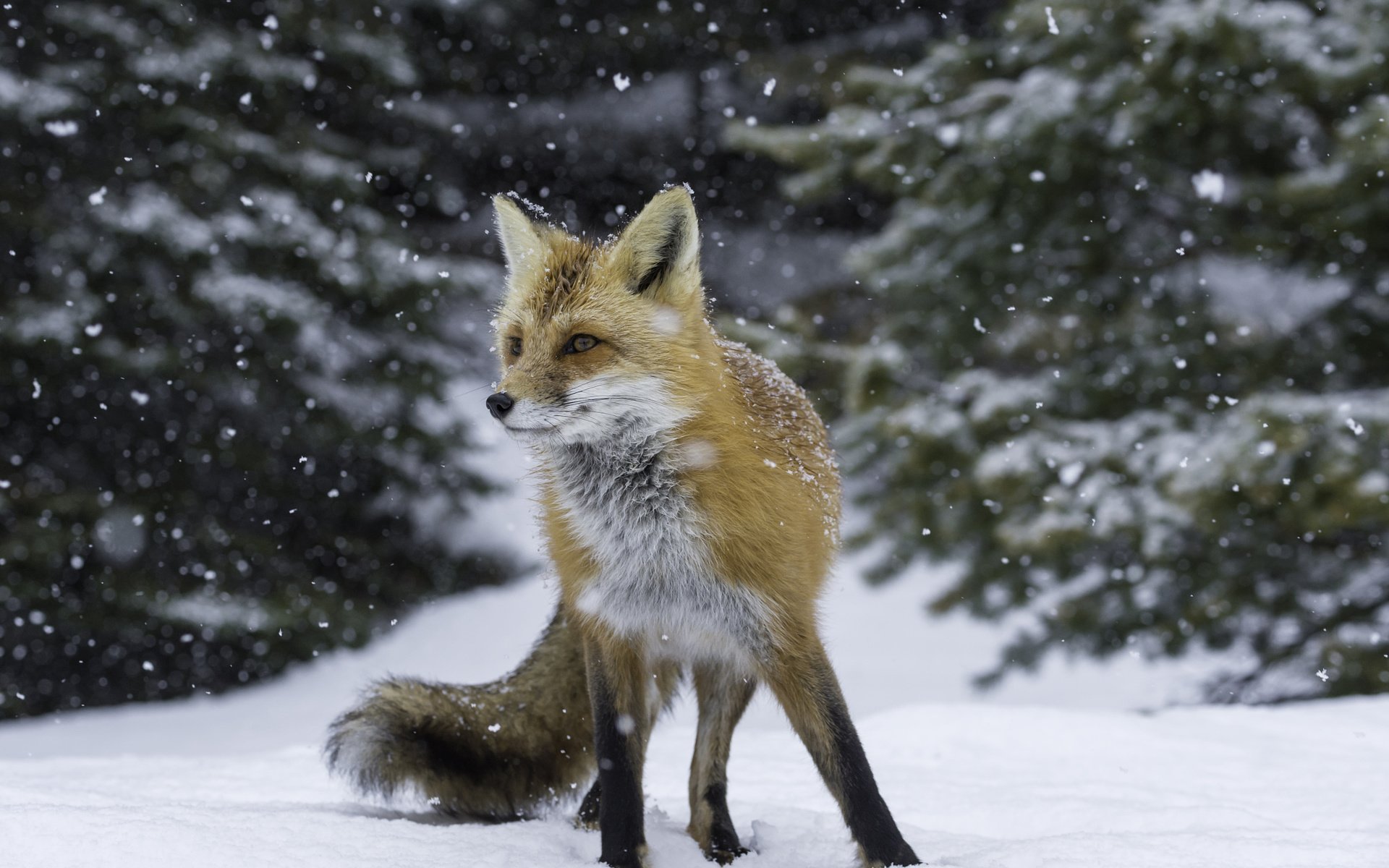Обои снег, лес, зима, рыжая, лиса, лисица, лис, snow, forest, winter, red, fox разрешение 2048x1363 Загрузить