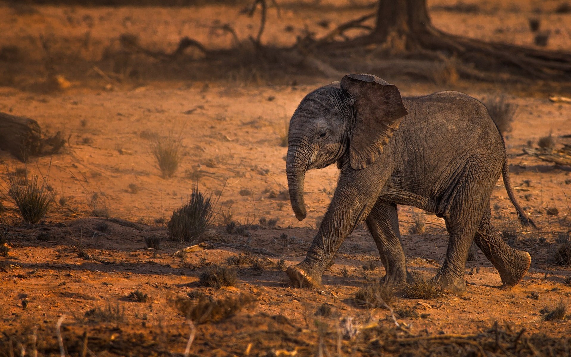 Обои животные, слон, слоненок, животно е, слоники, animals, elephant, elephants разрешение 2000x1329 Загрузить