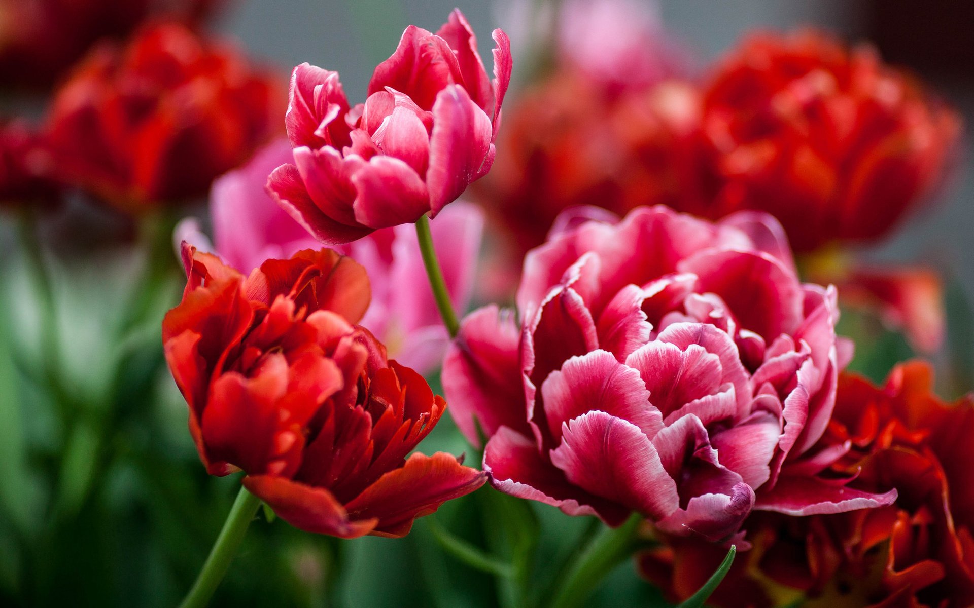 Обои бутоны, красные, тюльпаны, buds, red, tulips разрешение 2048x1272 Загрузить