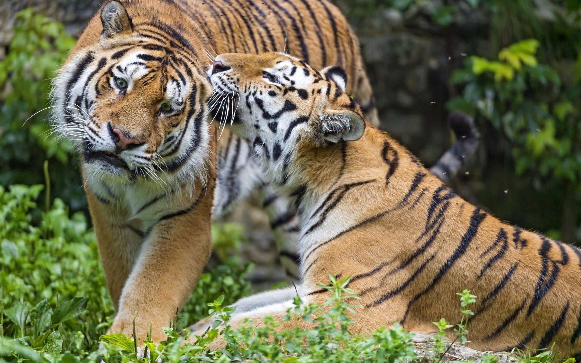 Обои тигр, пара, чувства, tiger, pair, feelings разрешение 3000x1997 Загрузить