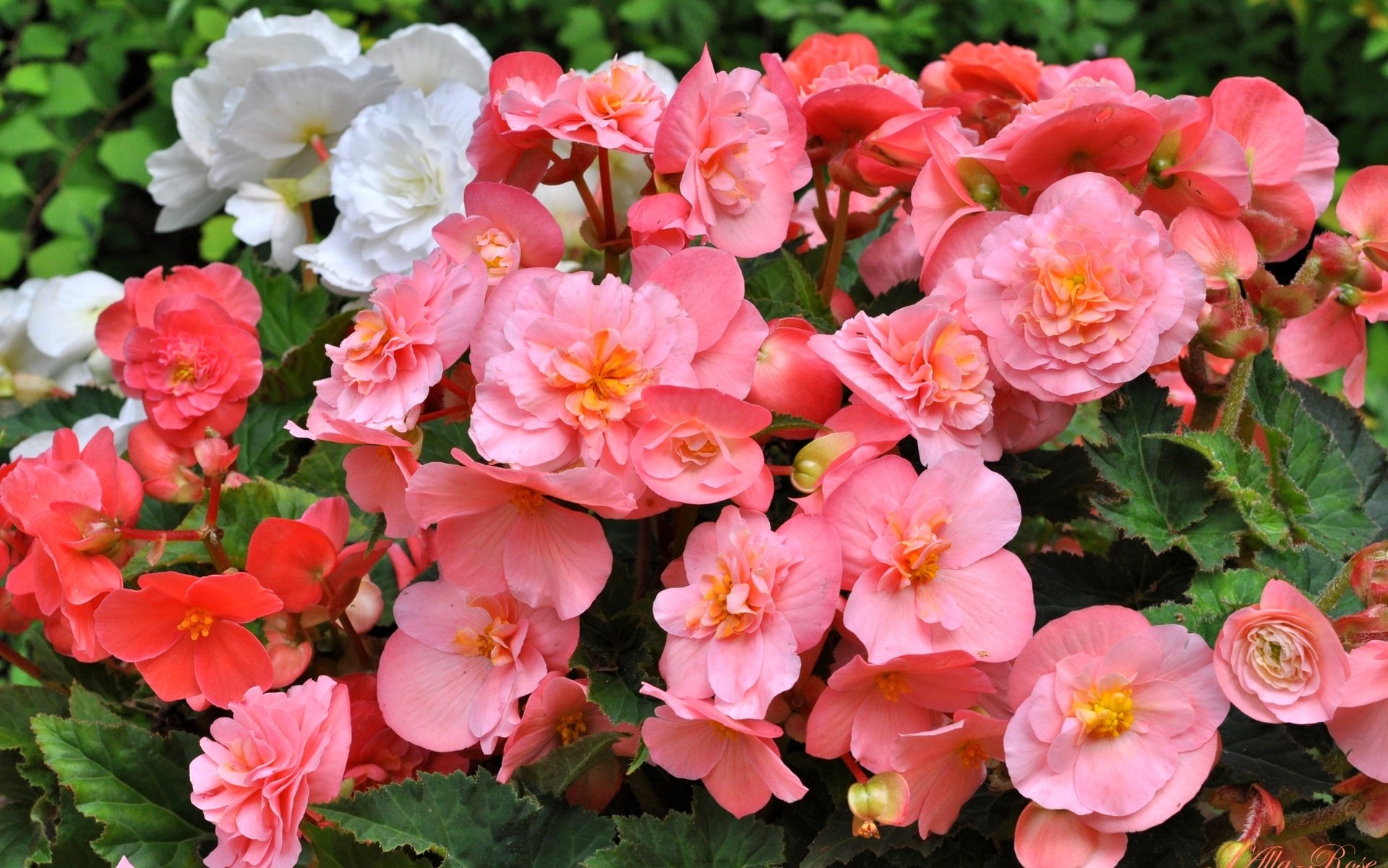 Обои цветы, лепестки, розовые, белые, бегония, flowers, petals, pink, white, begonia разрешение 2200x1444 Загрузить