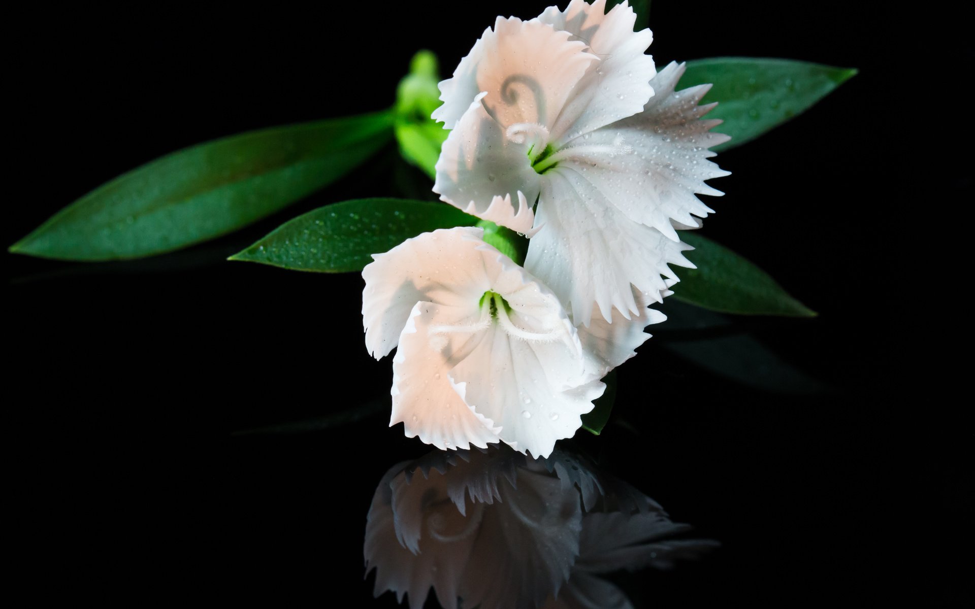 Обои цветы, макро, капли, белые, белая,  цветы, flowers, macro, drops, white разрешение 3500x2333 Загрузить