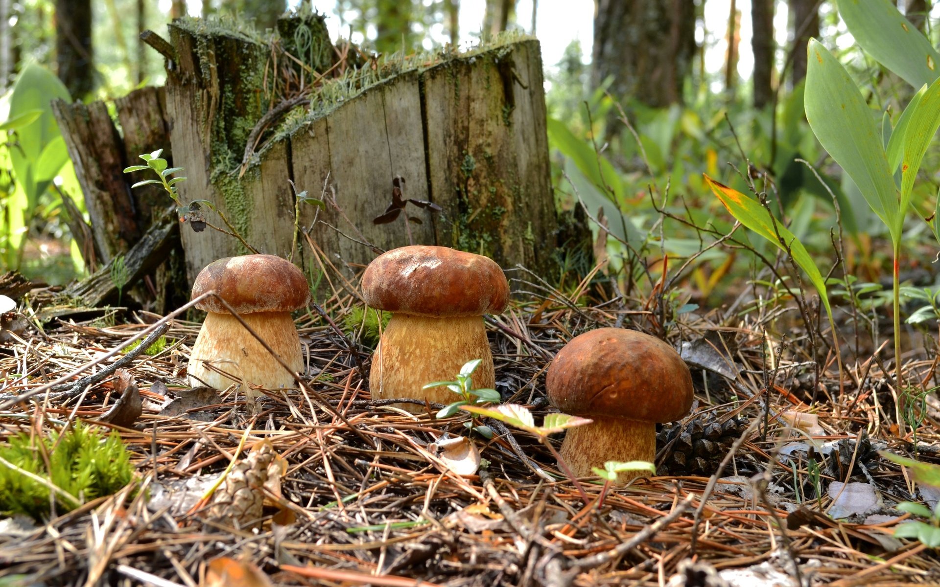 Обои лес, хвоя, грибы, пень, трио, боровики, forest, needles, mushrooms, stump, trio разрешение 2700x1720 Загрузить