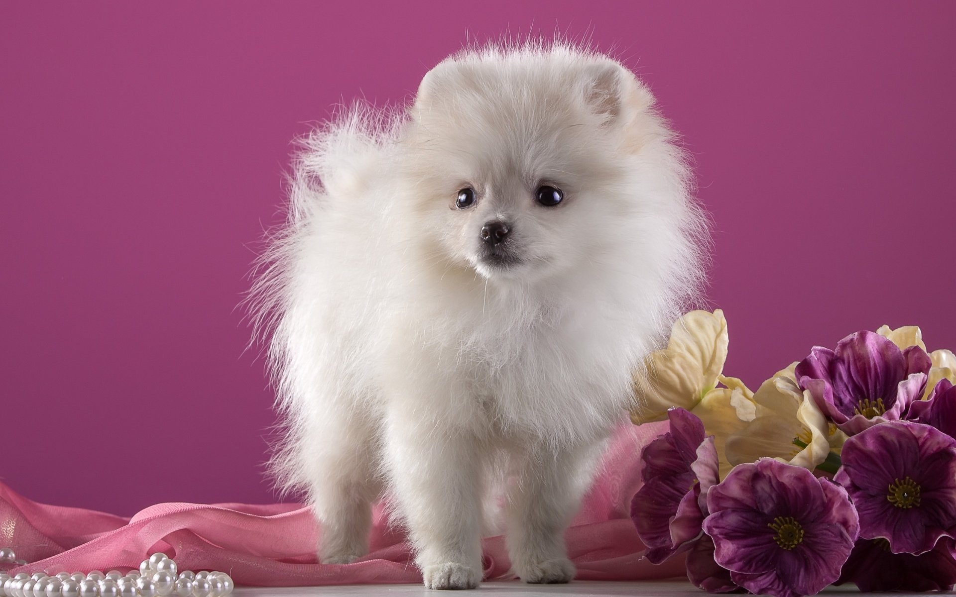 Обои цветы, белый, щенок, порода, шпиц, flowers, white, puppy, breed, spitz разрешение 2600x1703 Загрузить