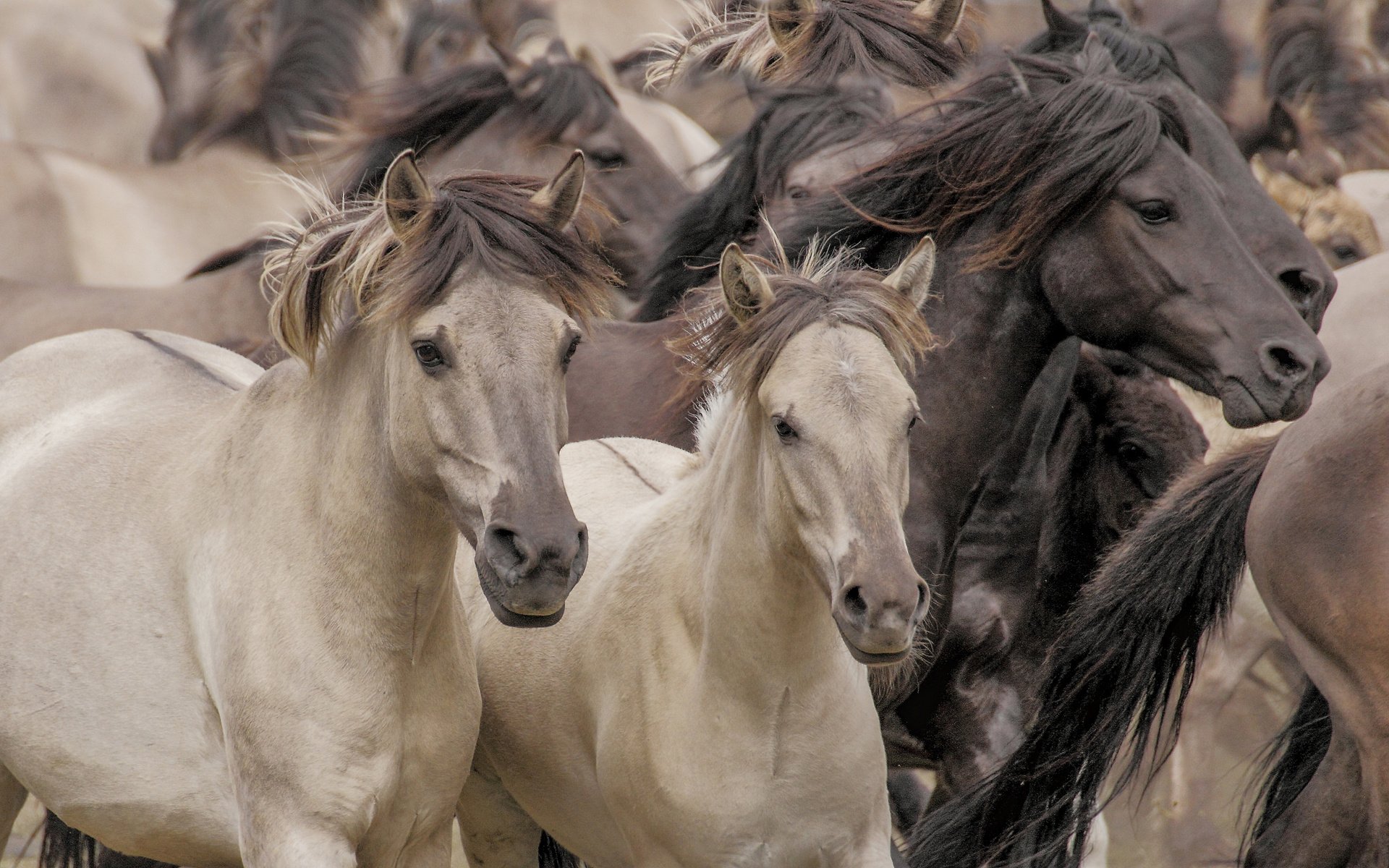 Обои лошади, кони, табун, дикие лошади, horse, horses, the herd, wild horses разрешение 3300x2000 Загрузить