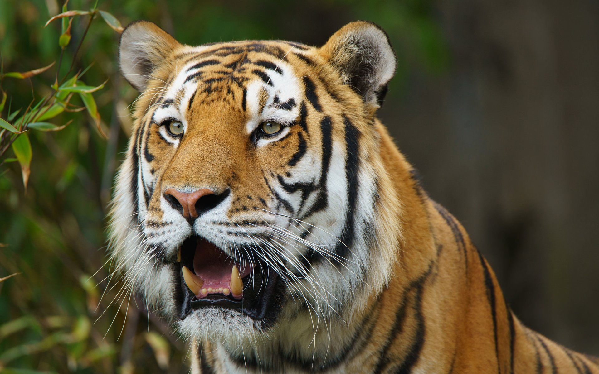 Обои тигр, взгляд, хищник, дикая кошка, амурский тигр, tiger, look, predator, wild cat, the amur tiger разрешение 2048x1312 Загрузить